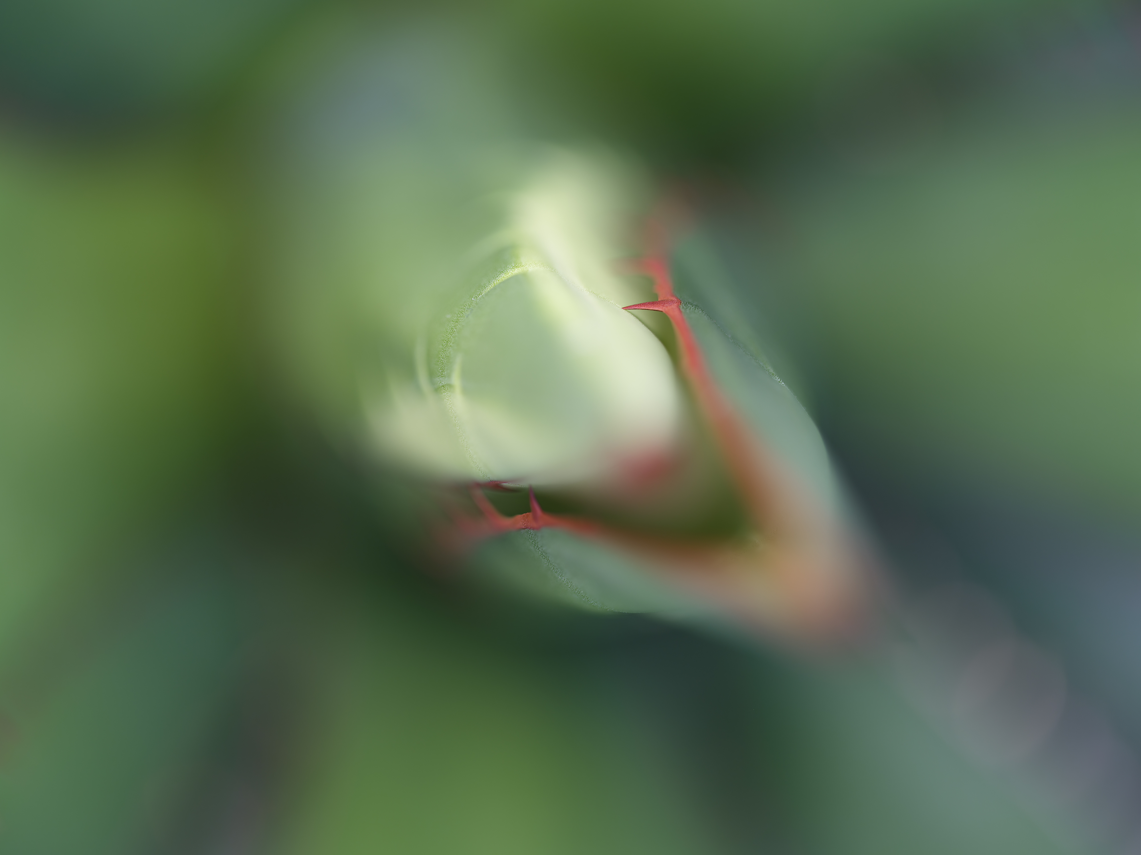 Kaktus