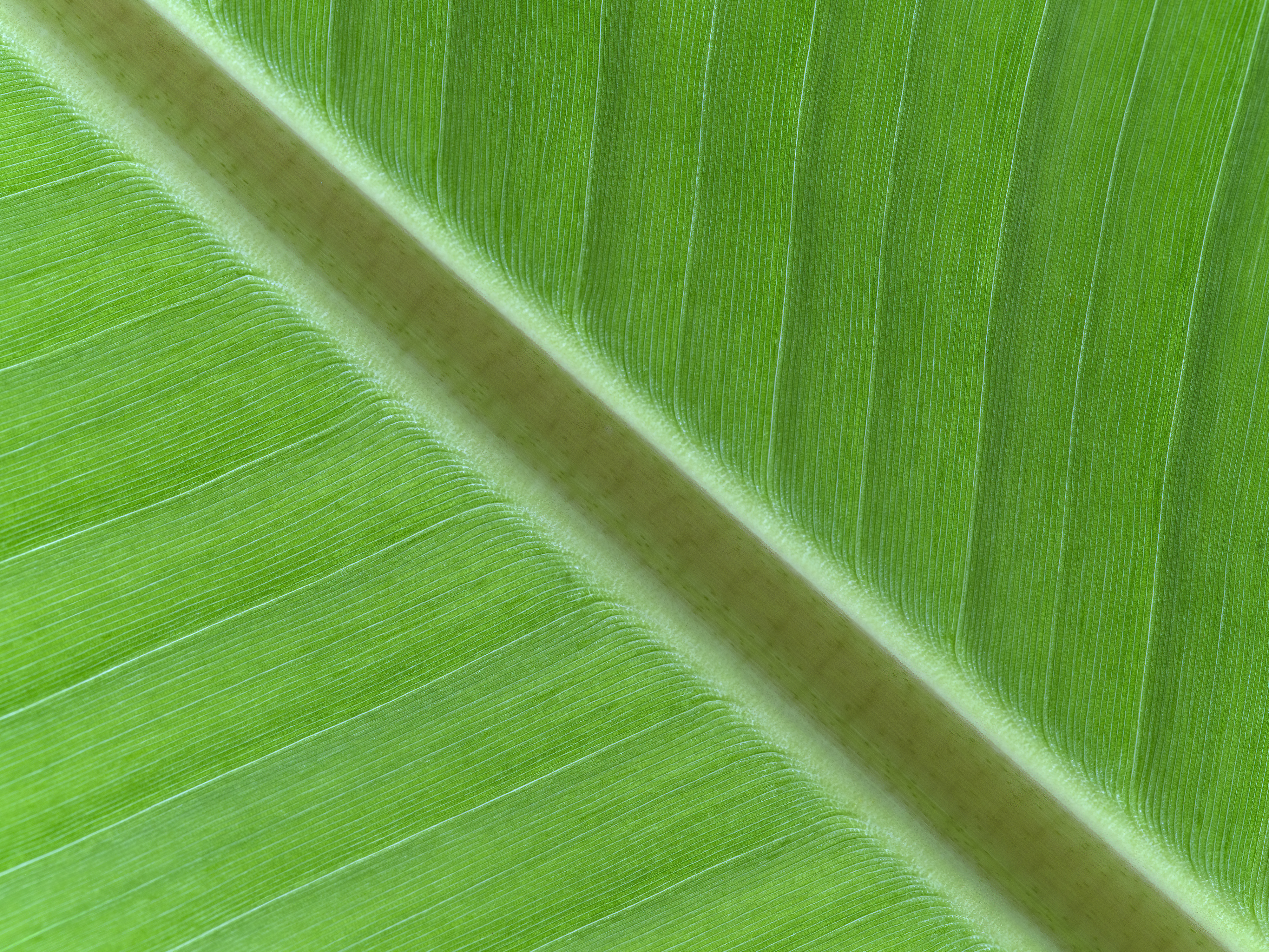 Das Blatt einer ...