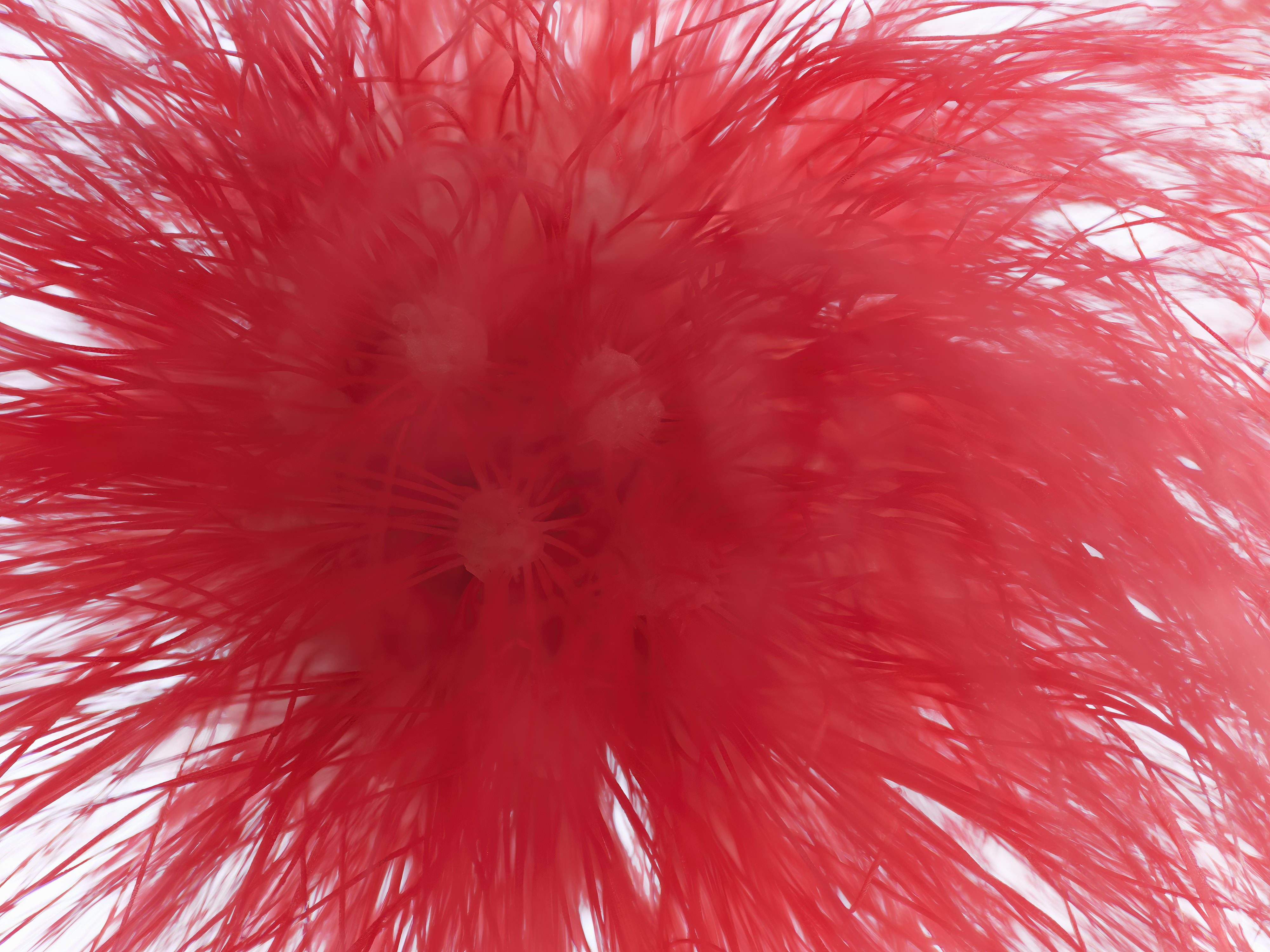 Roter Puderquastenstrauch