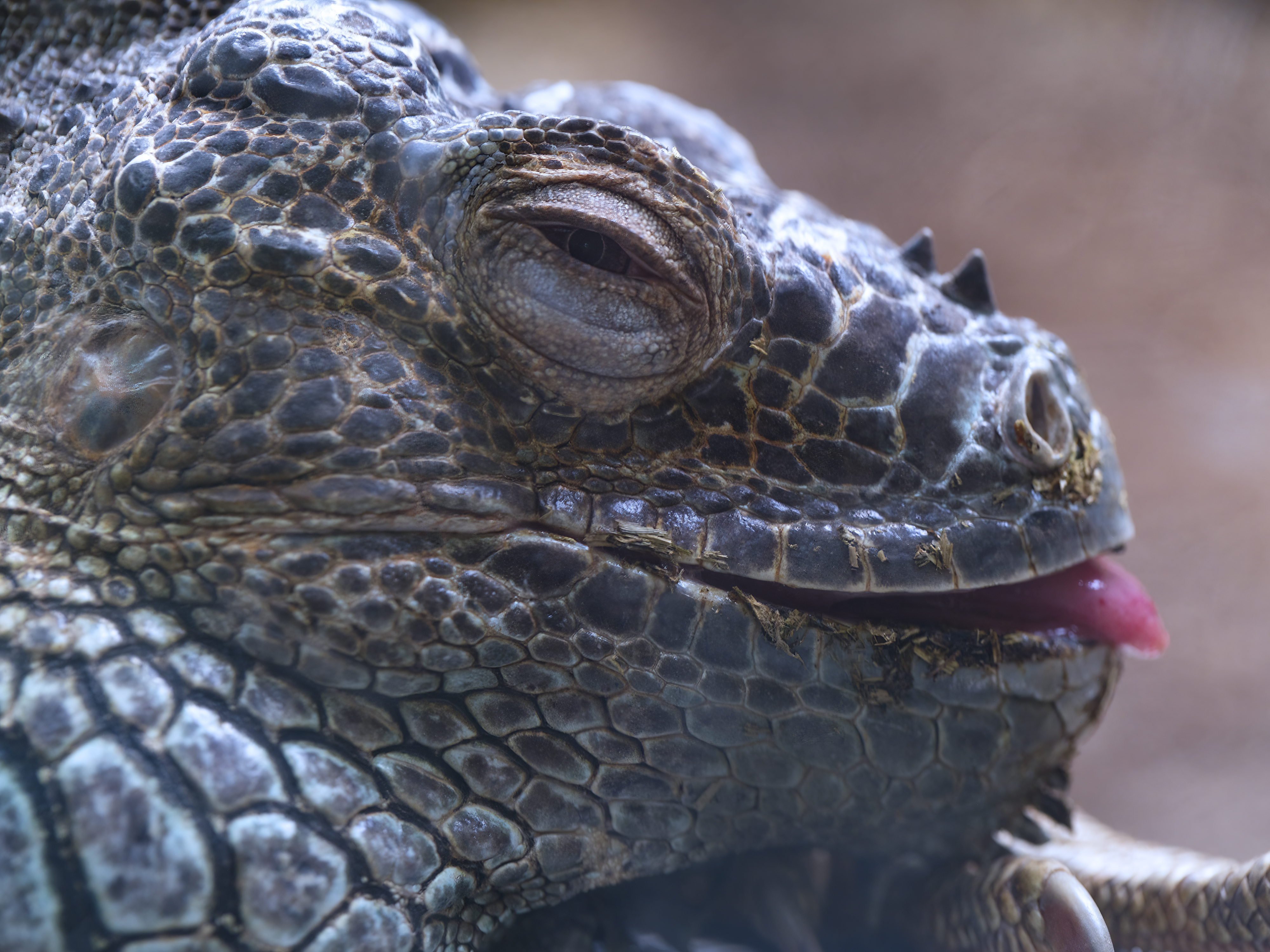 Leguan
