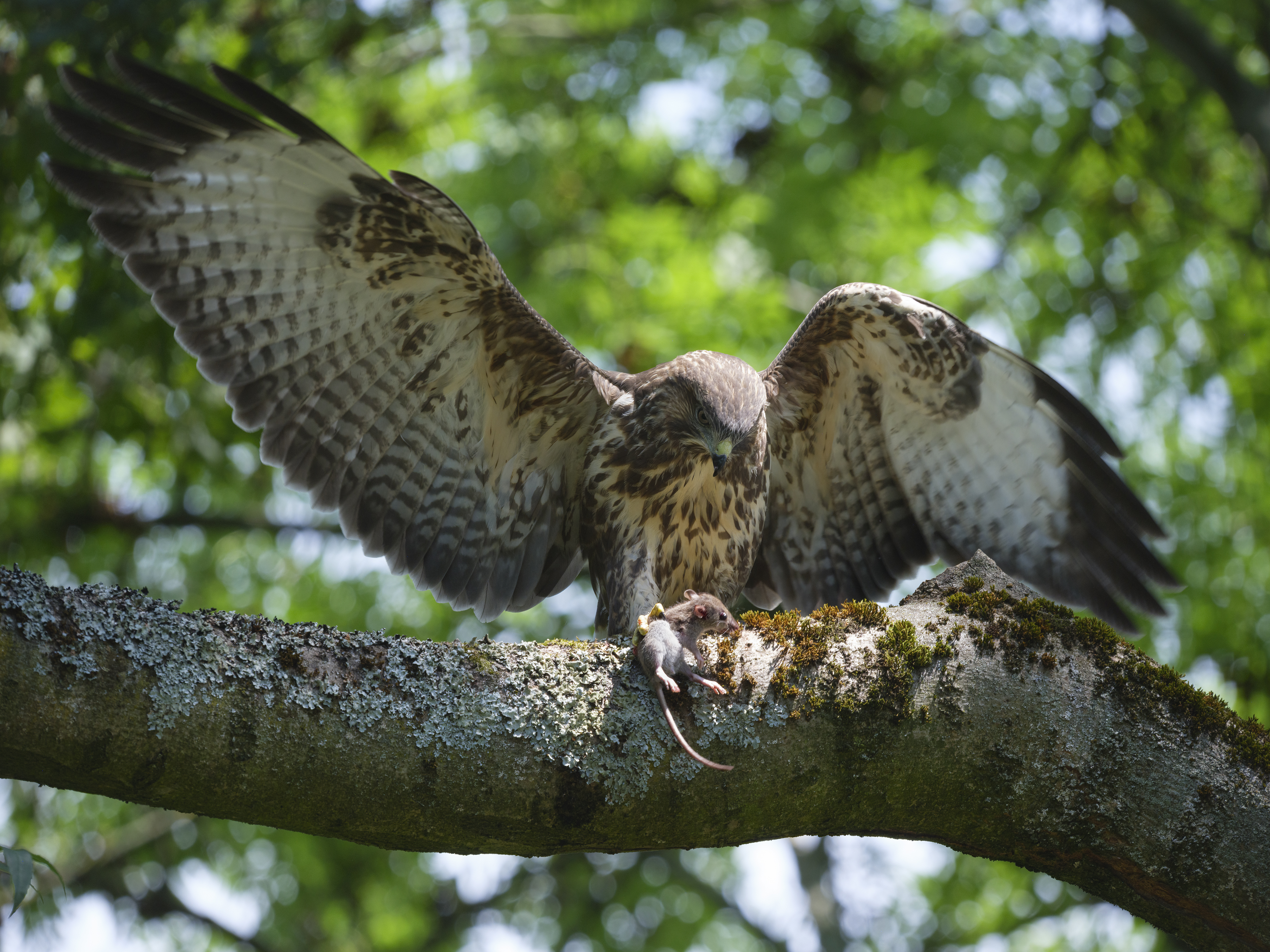 Mäuse-Bussard