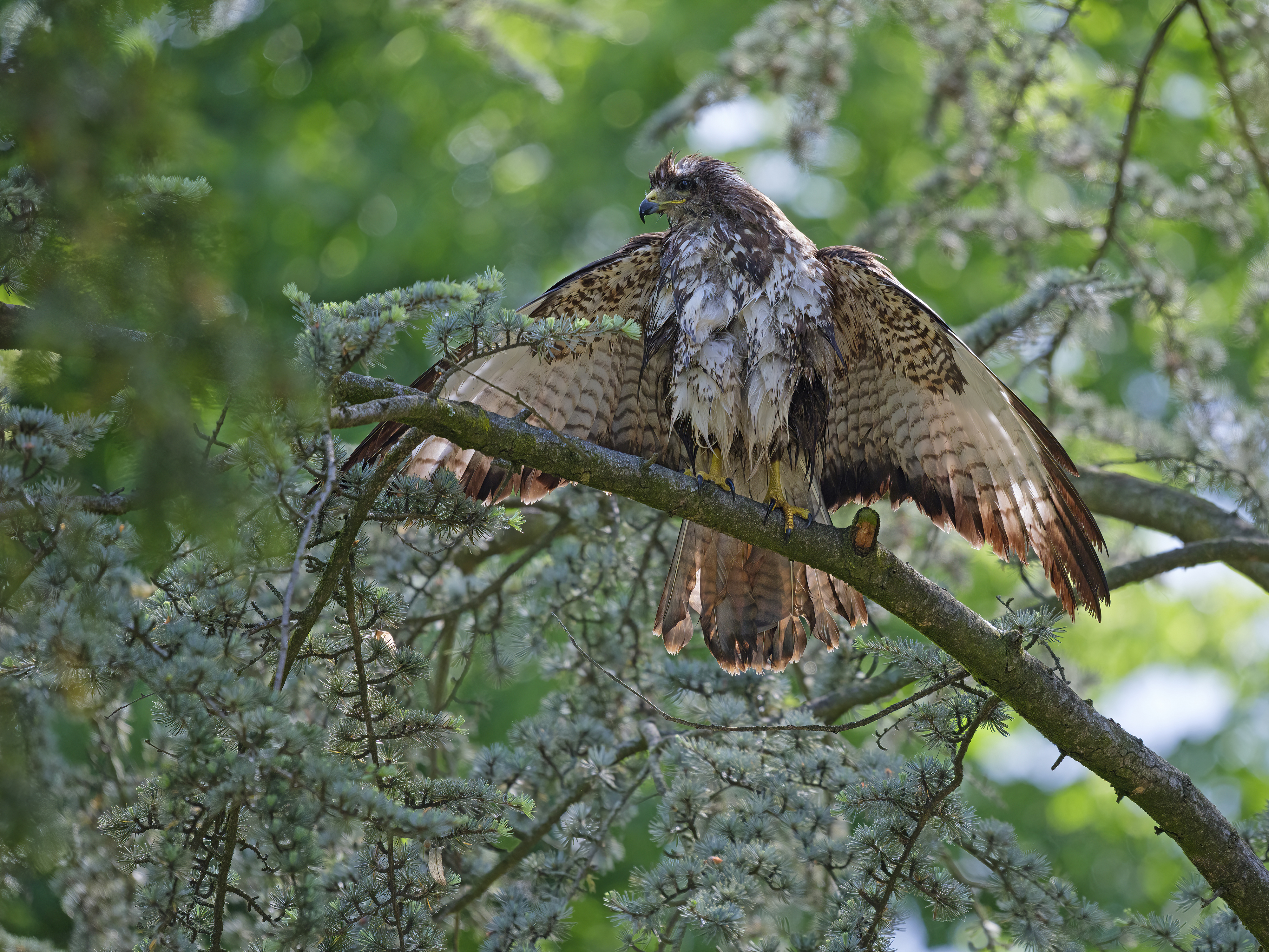 Nach einem Bad ...