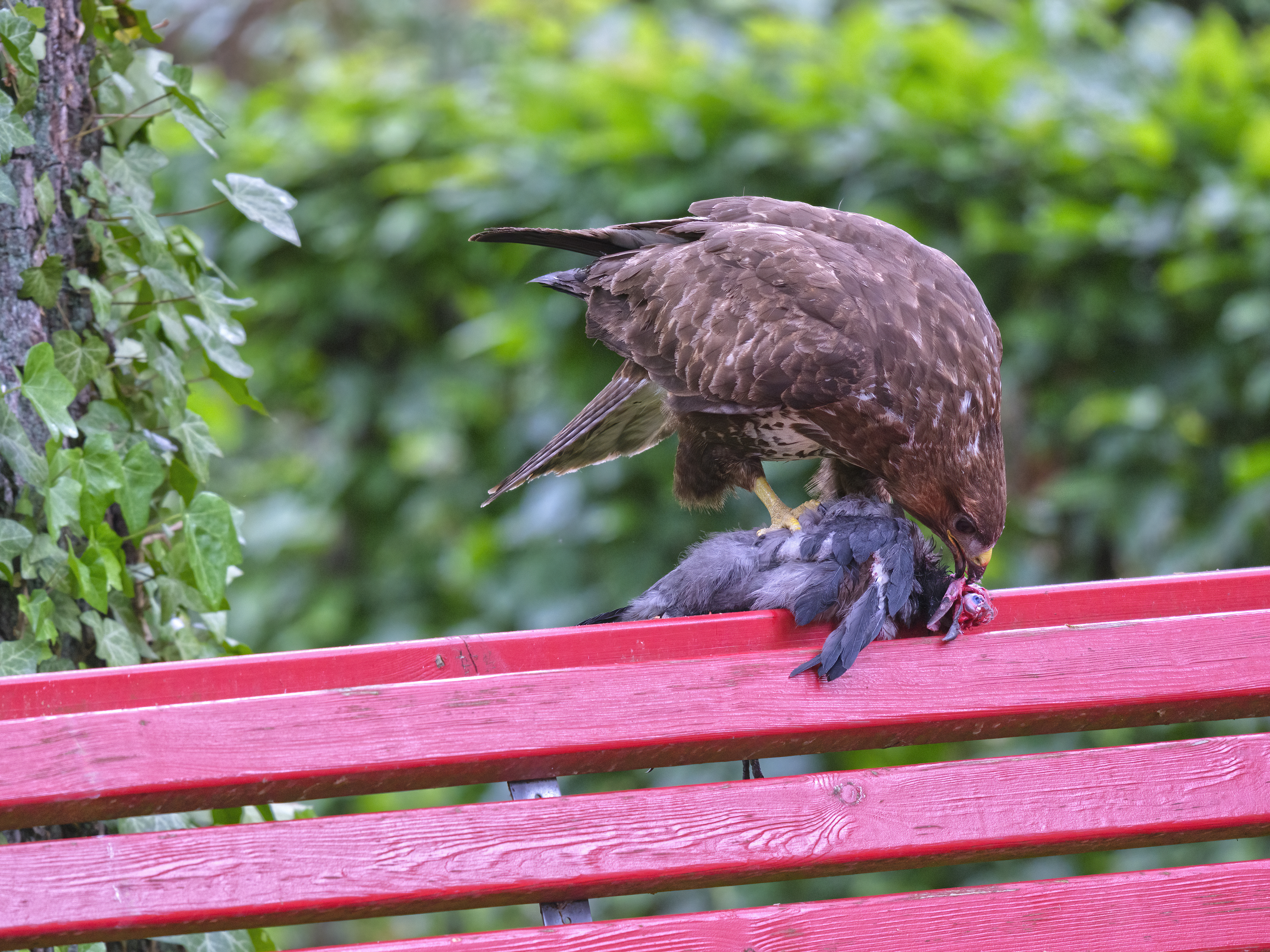 Der Bussard hat ...