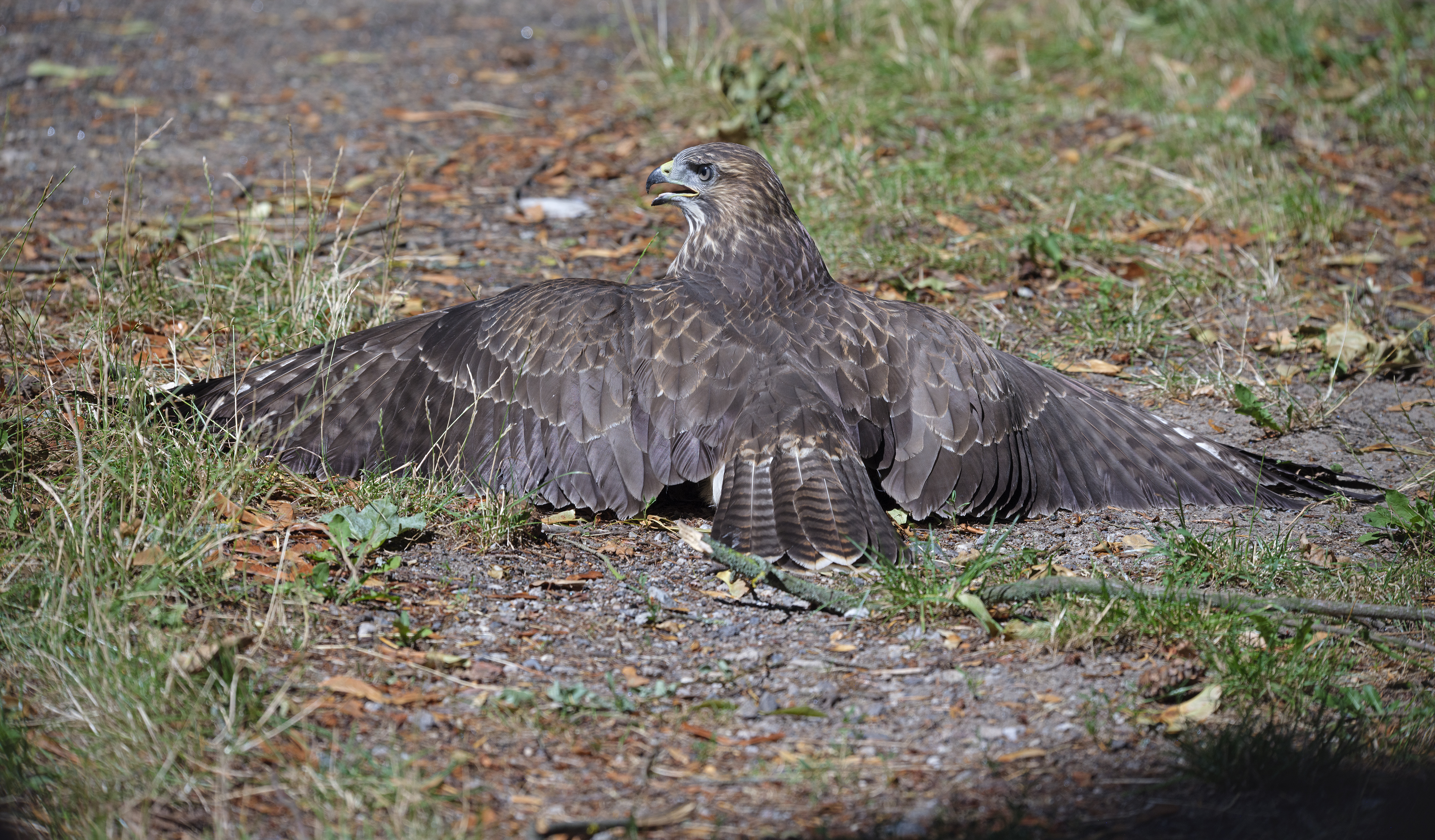 Dem Bussard ....