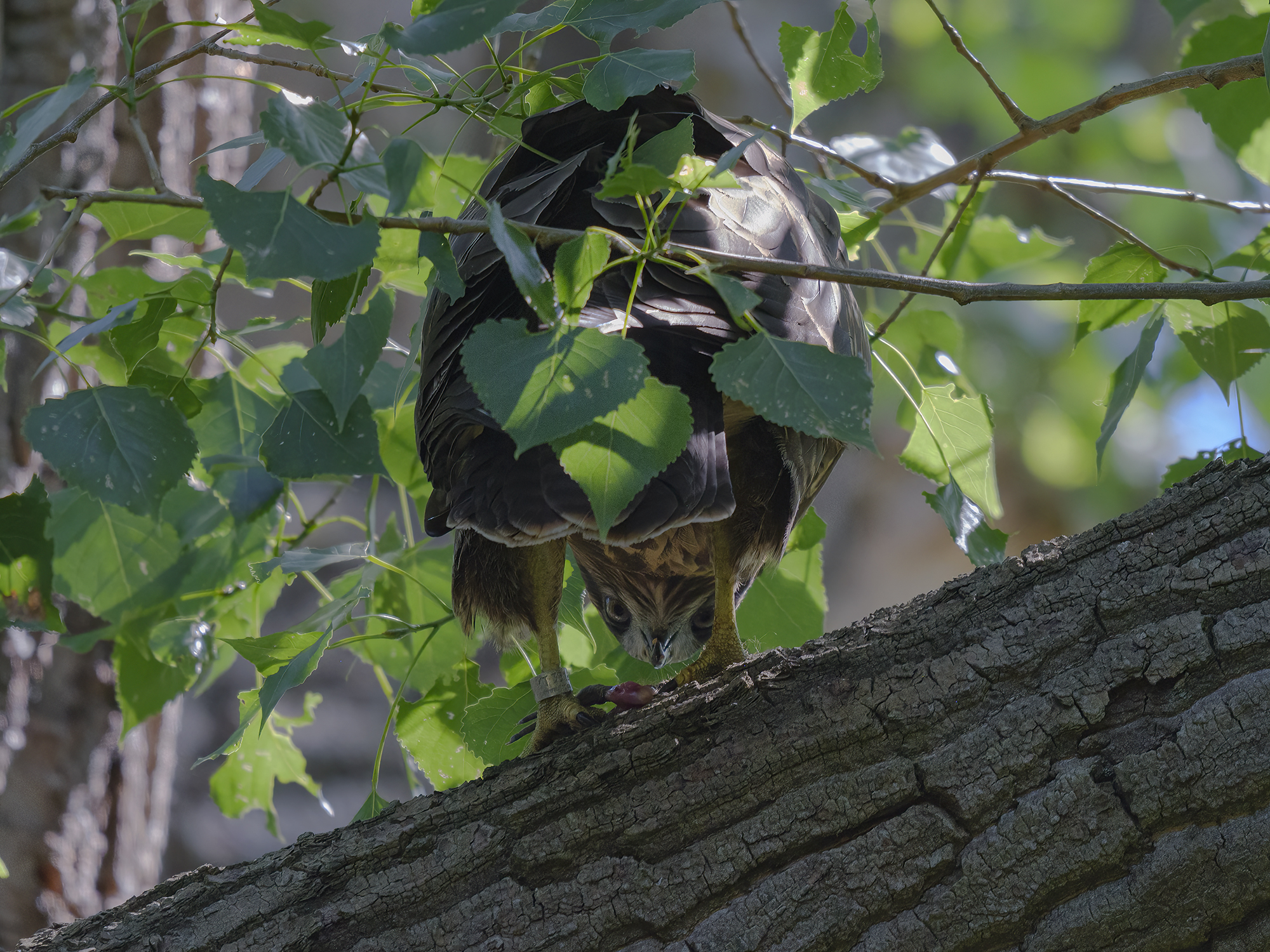 Dieser Jungvogel hatte ...