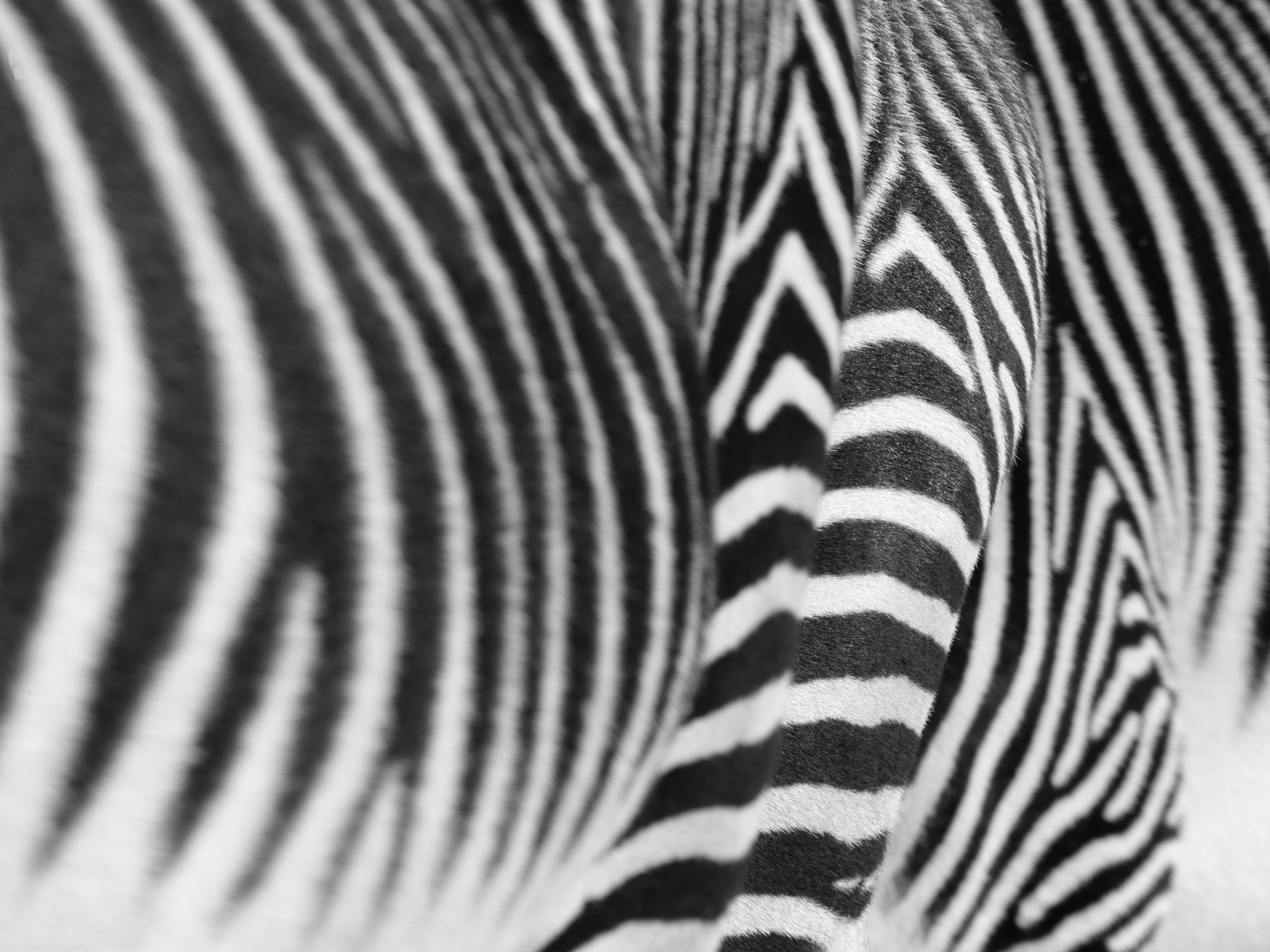 Zebrastreifen