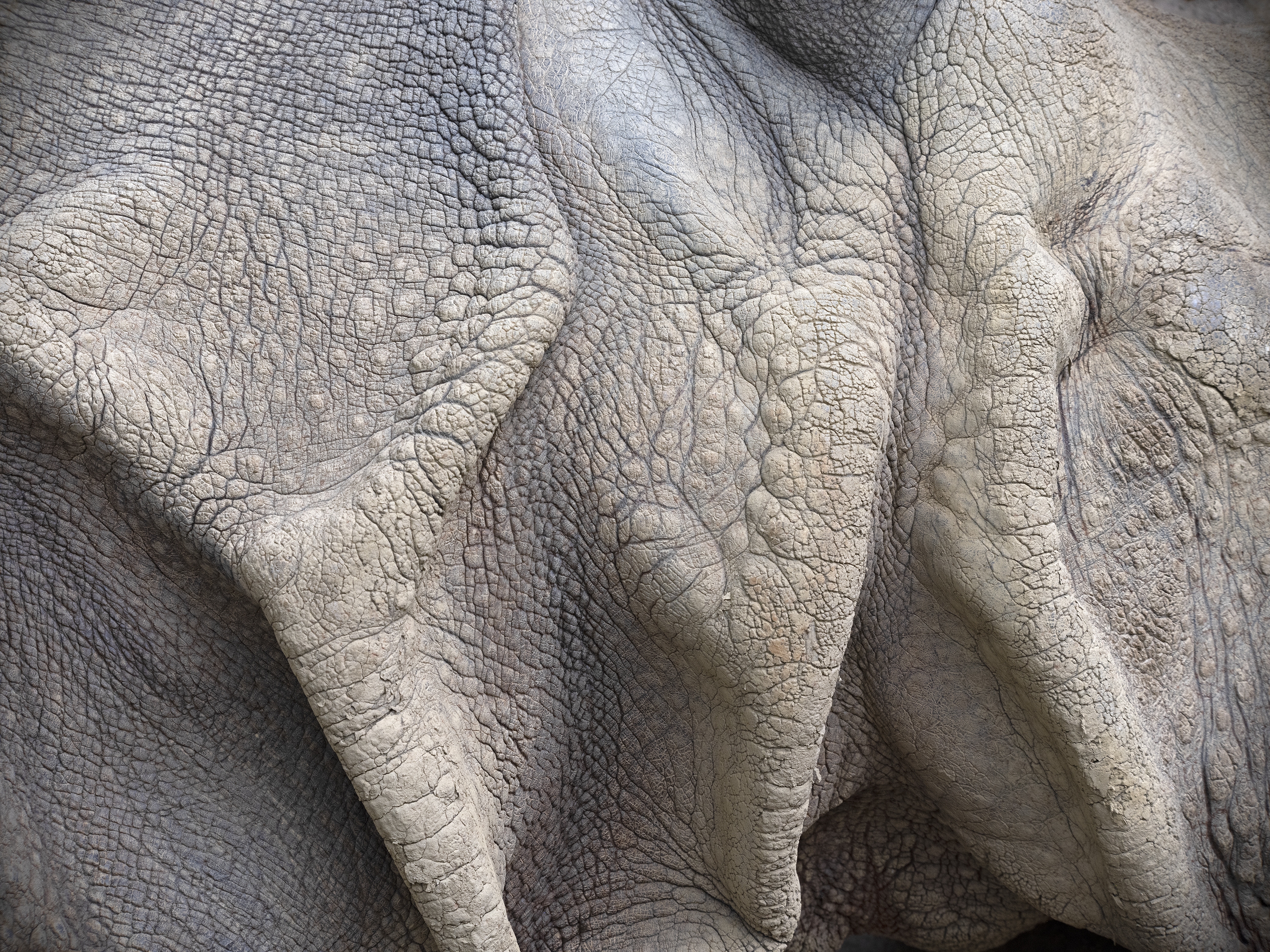 Nashorn