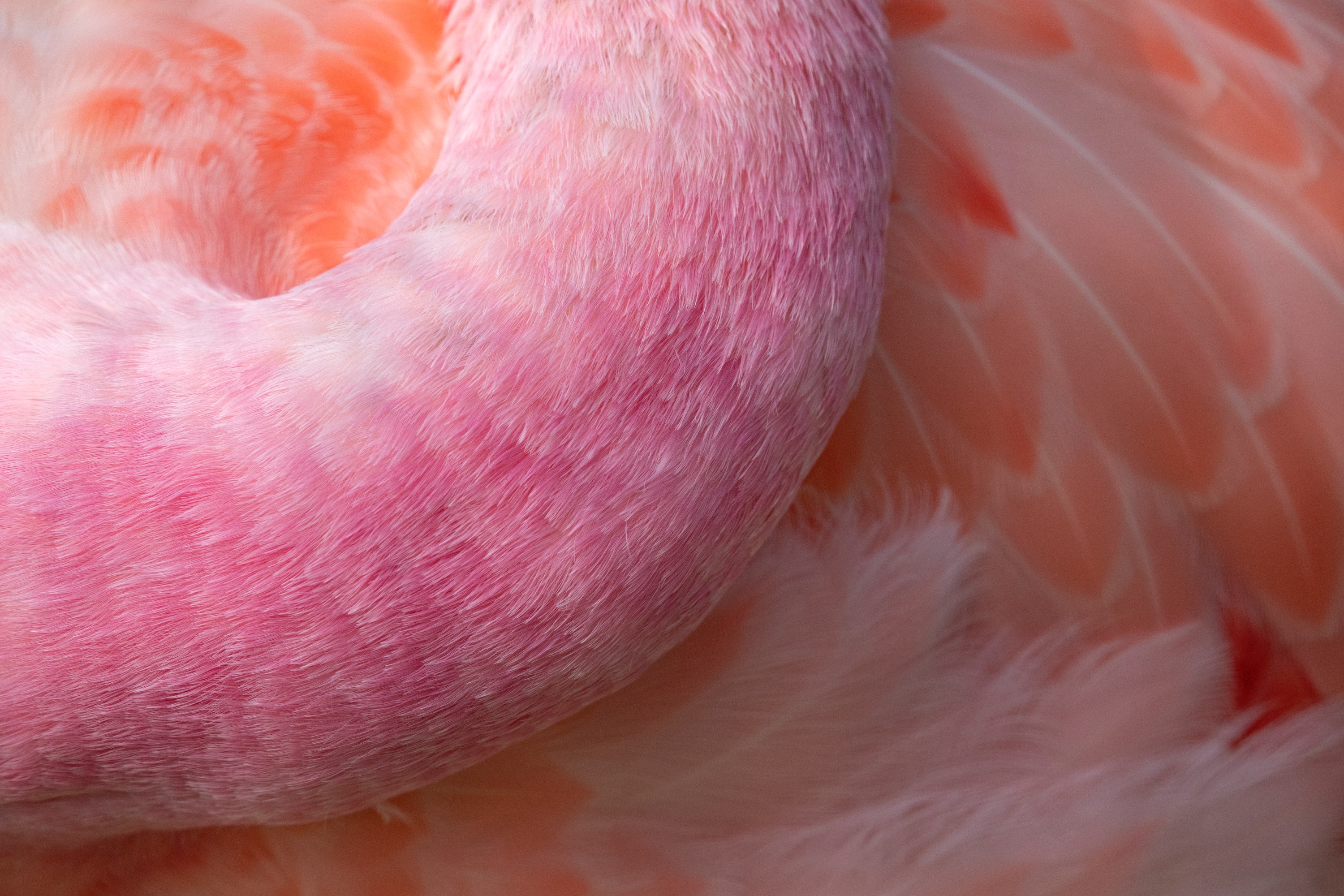 Andenflamingo