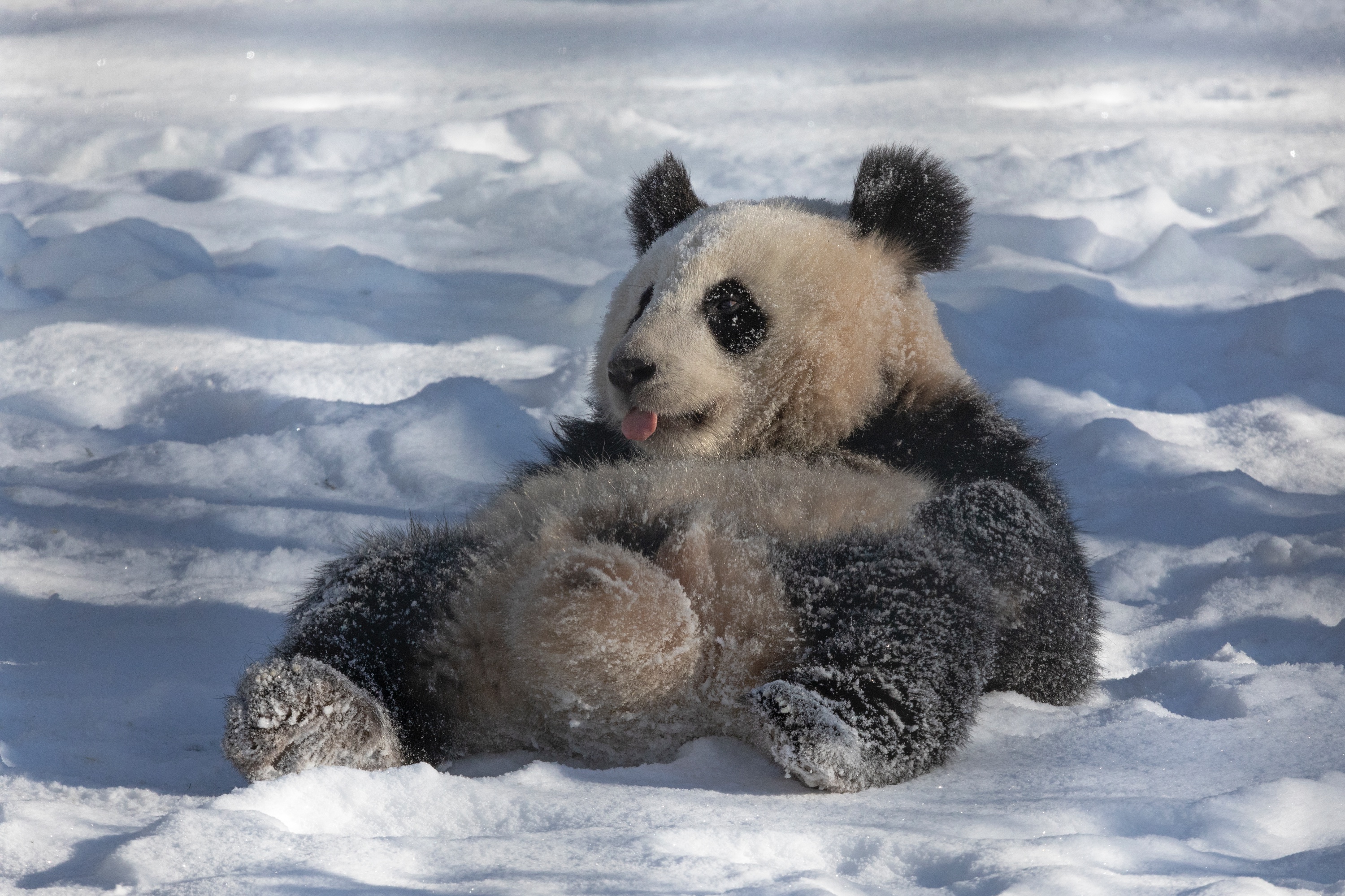 Zoo 12.02.2021 038