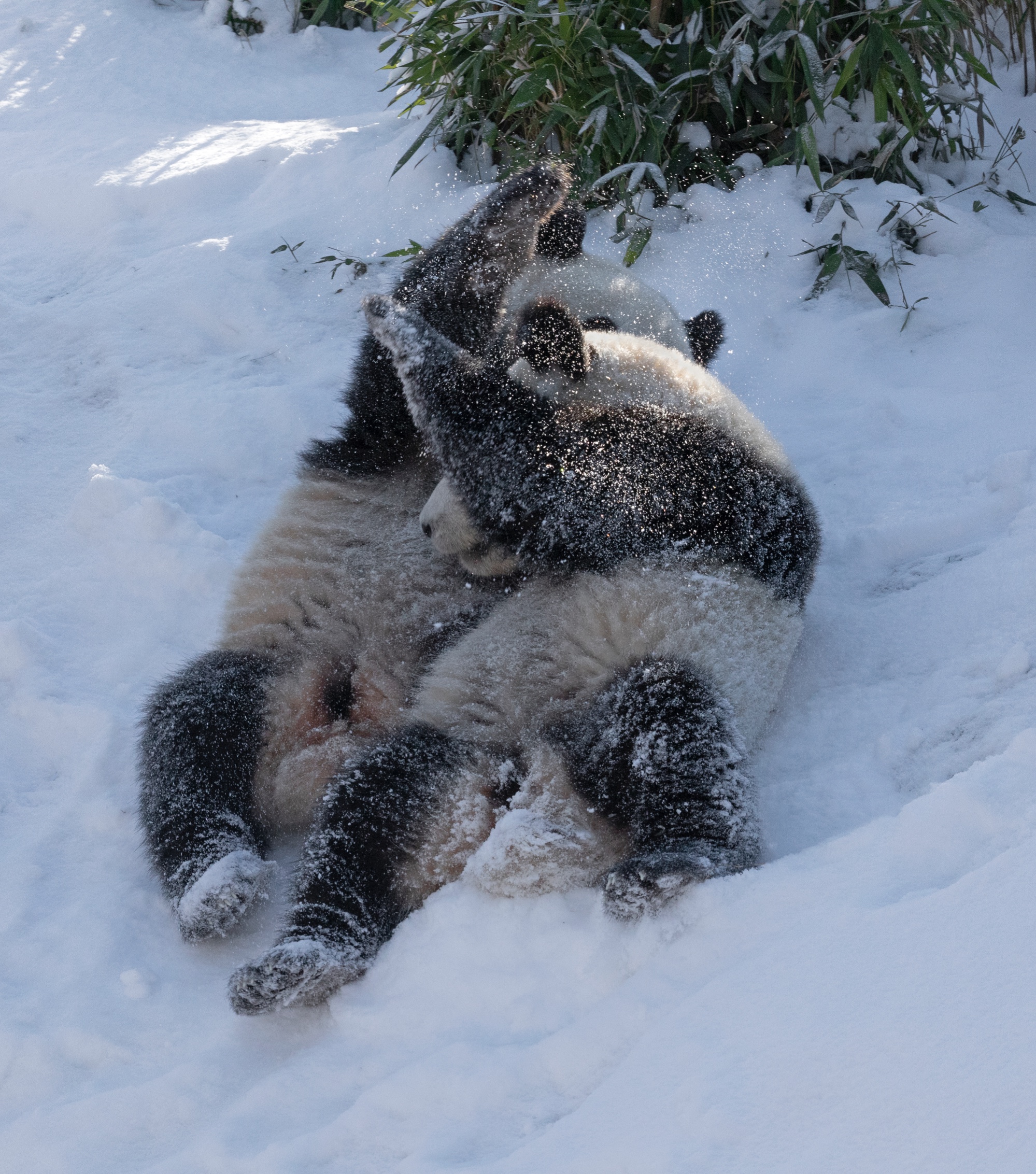 Zoo 12.02.2021 051