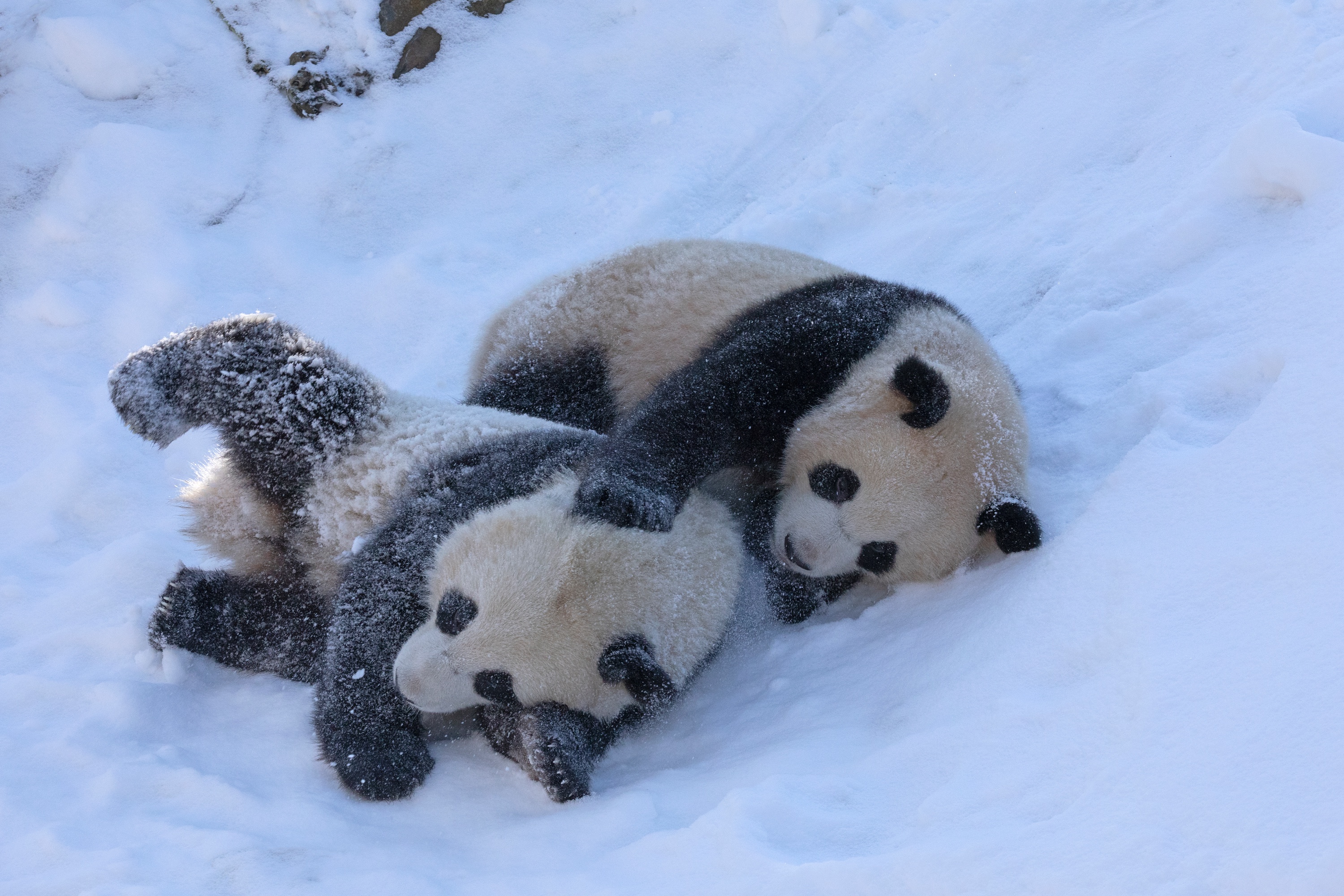 Zoo 12.02.2021 056