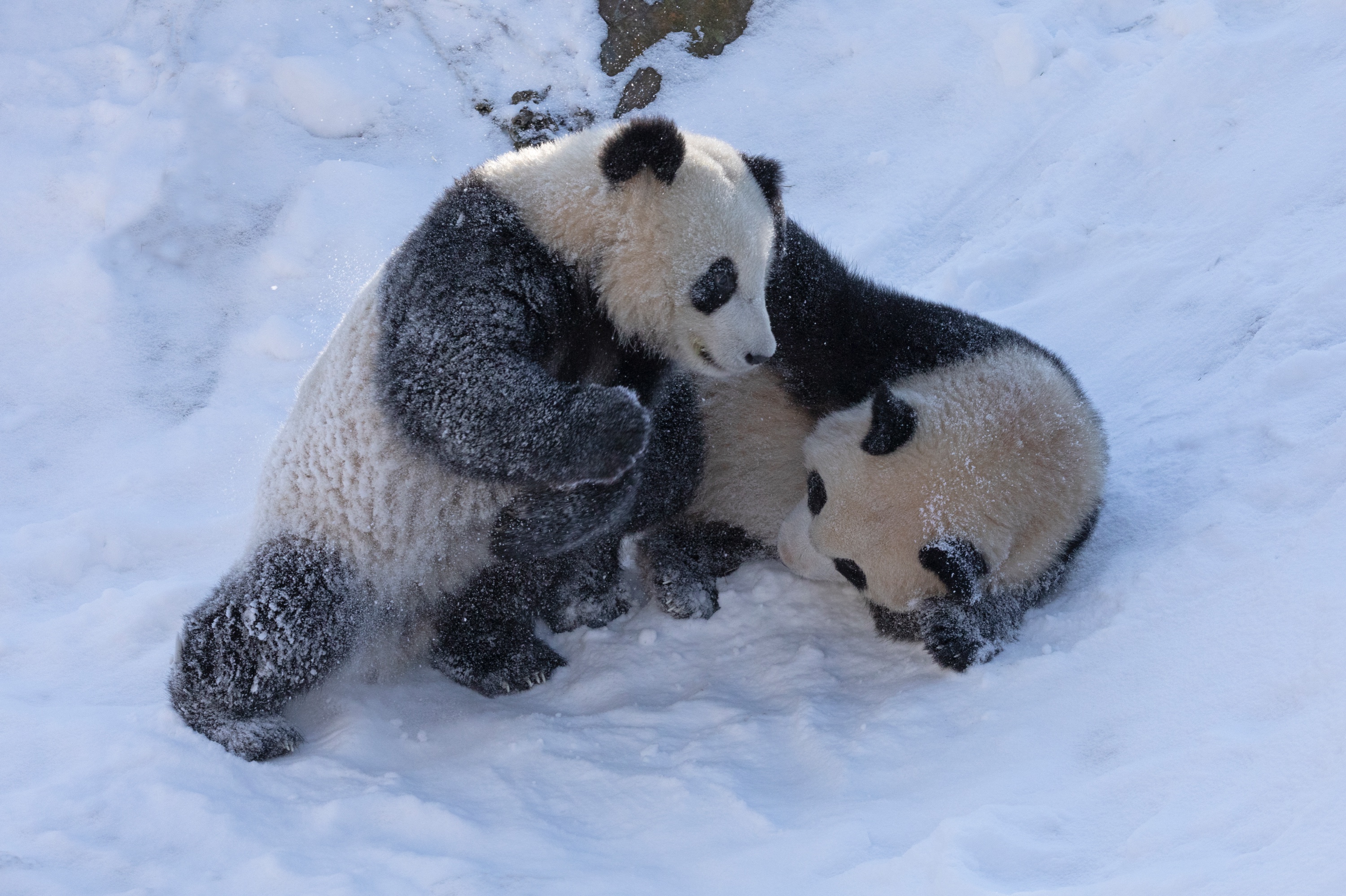 Zoo 12.02.2021 062