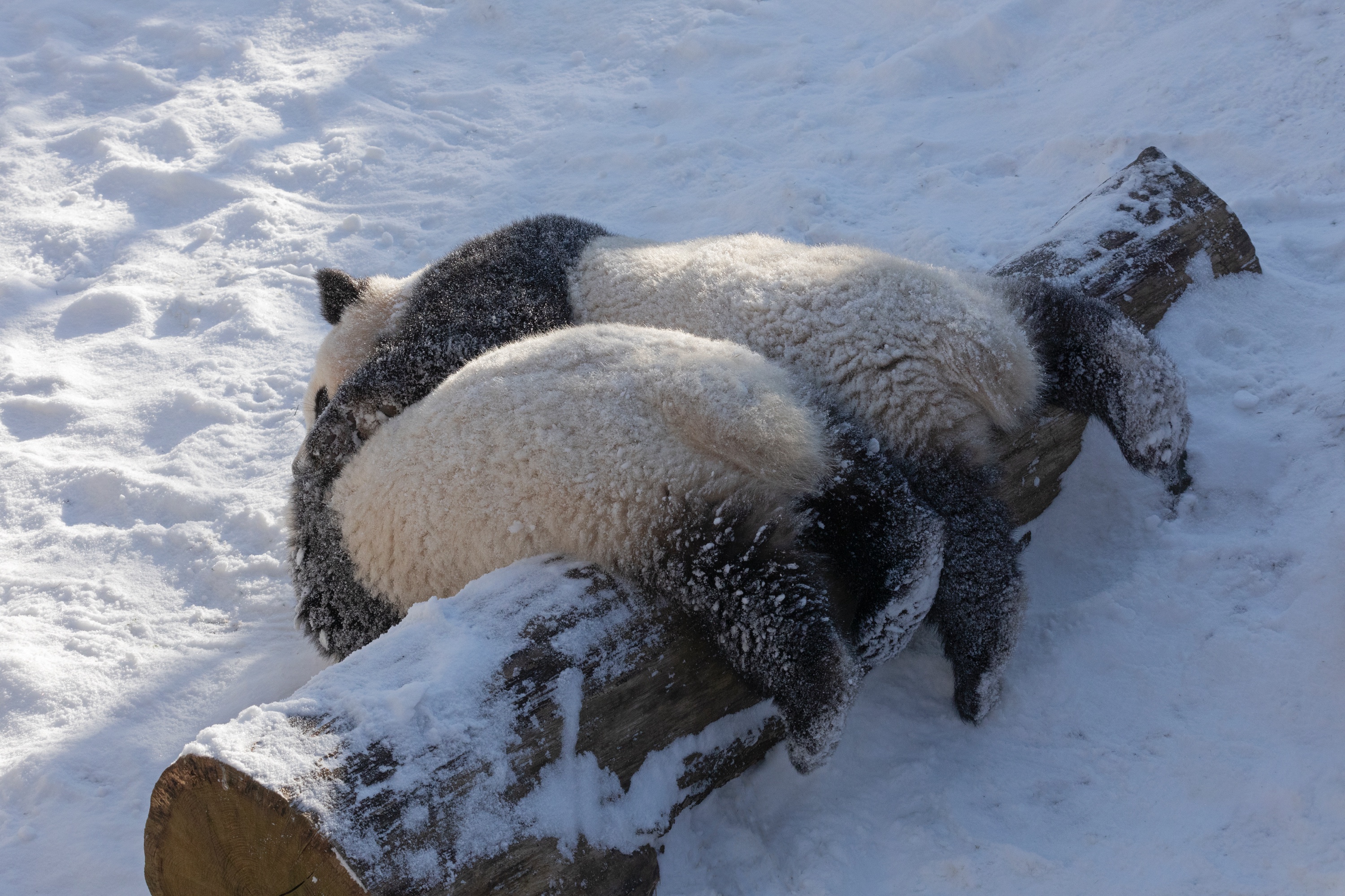 Zoo 12.02.2021 169