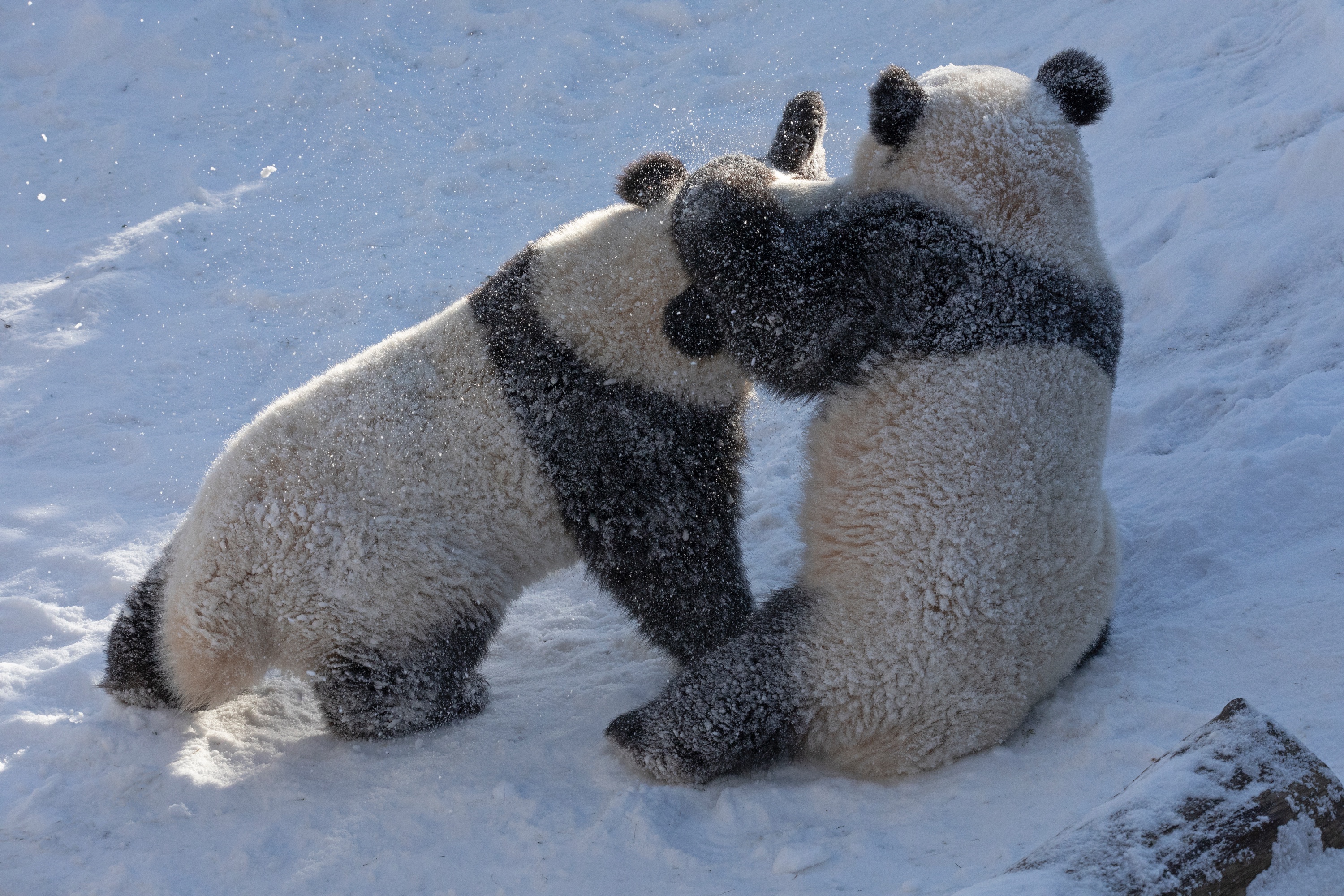 Zoo 12.02.2021 225