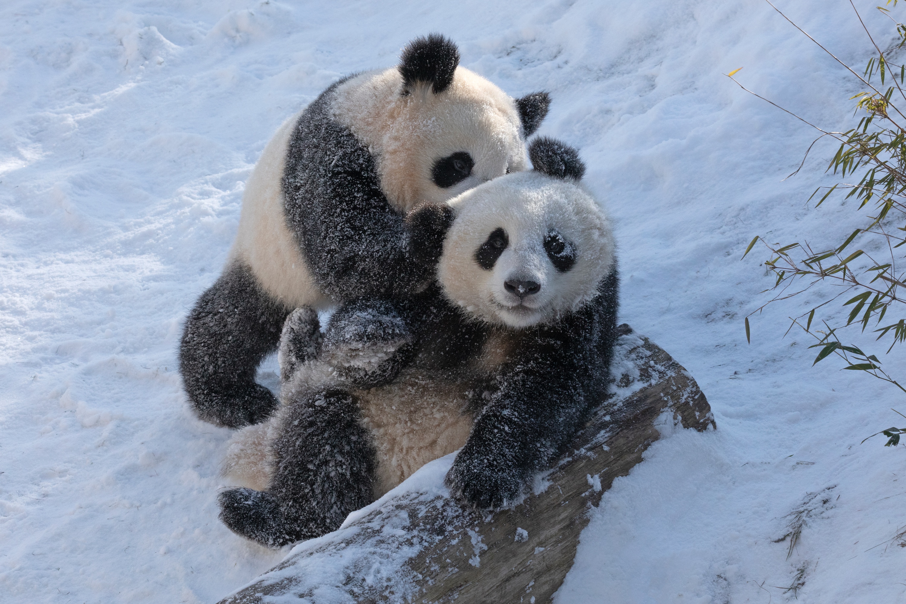 Zoo 12.02.2021 235