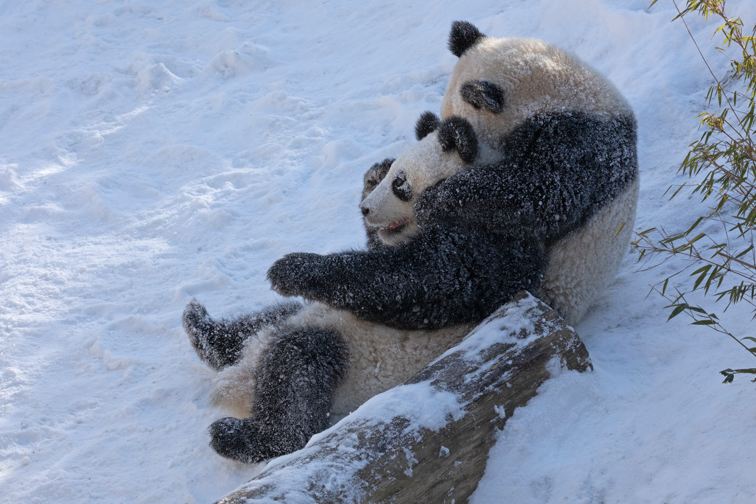 Zoo 12.02.2021 240