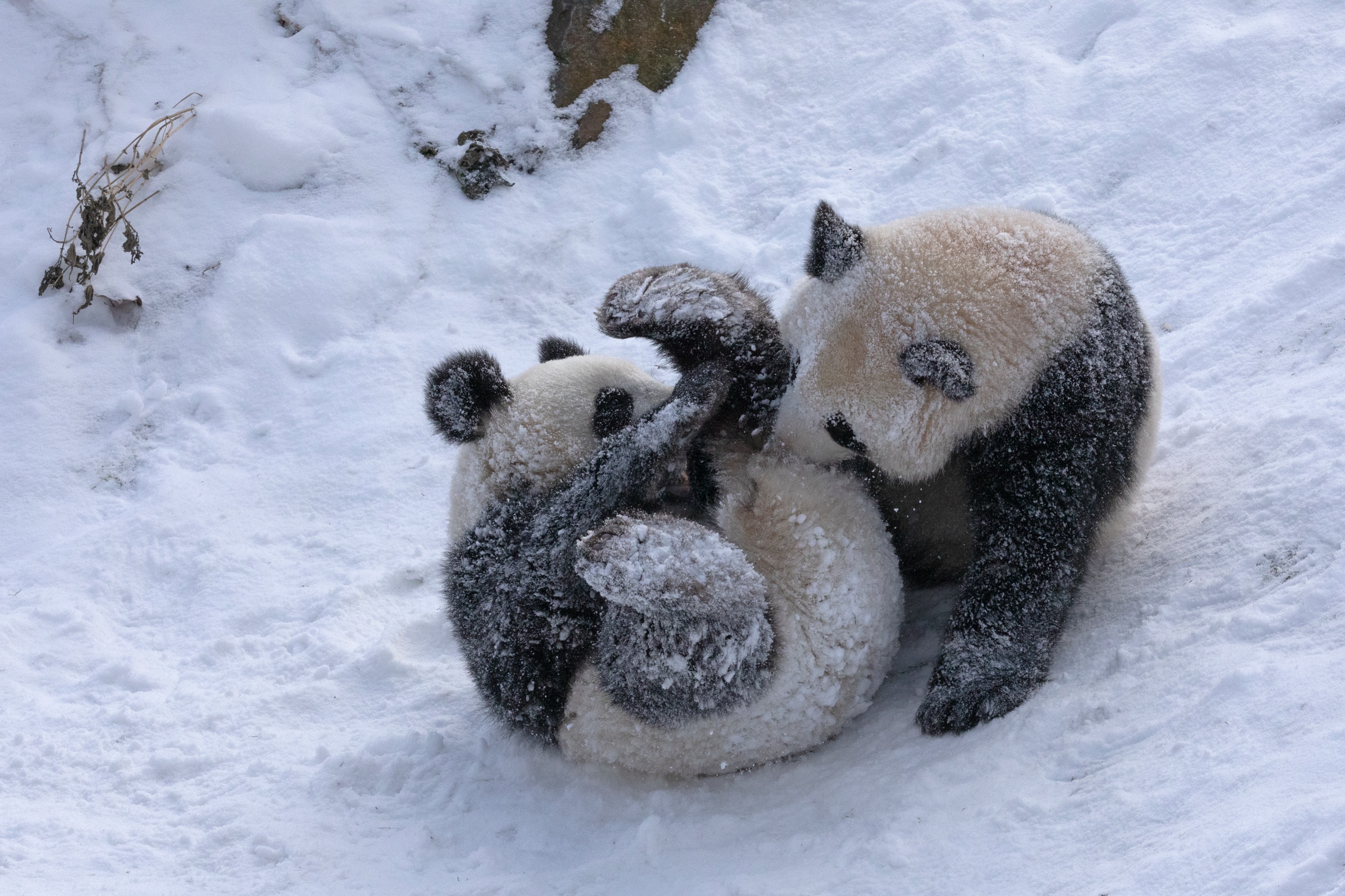 Zoo 12.02.2021 304