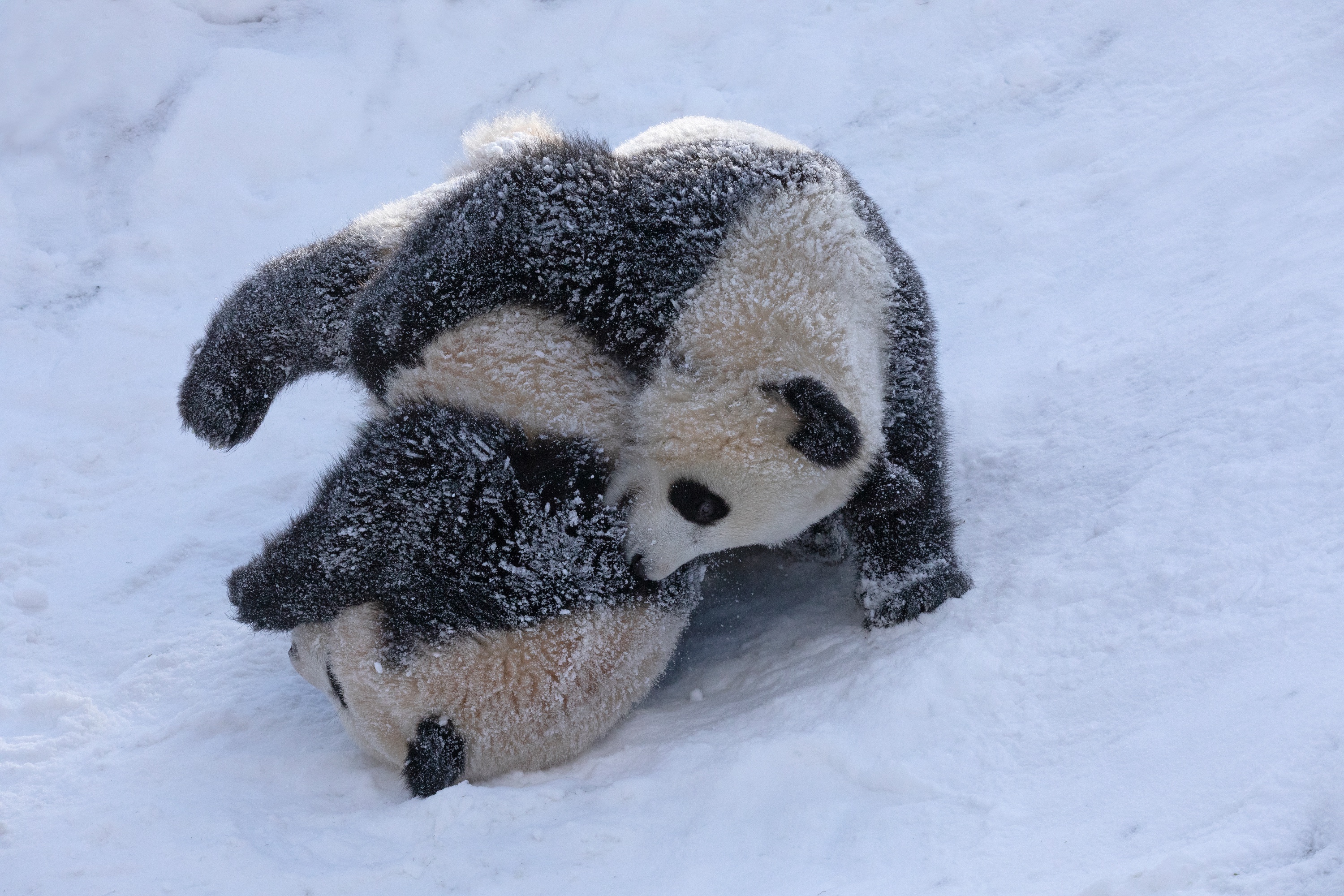 Zoo 12.02.2021 397