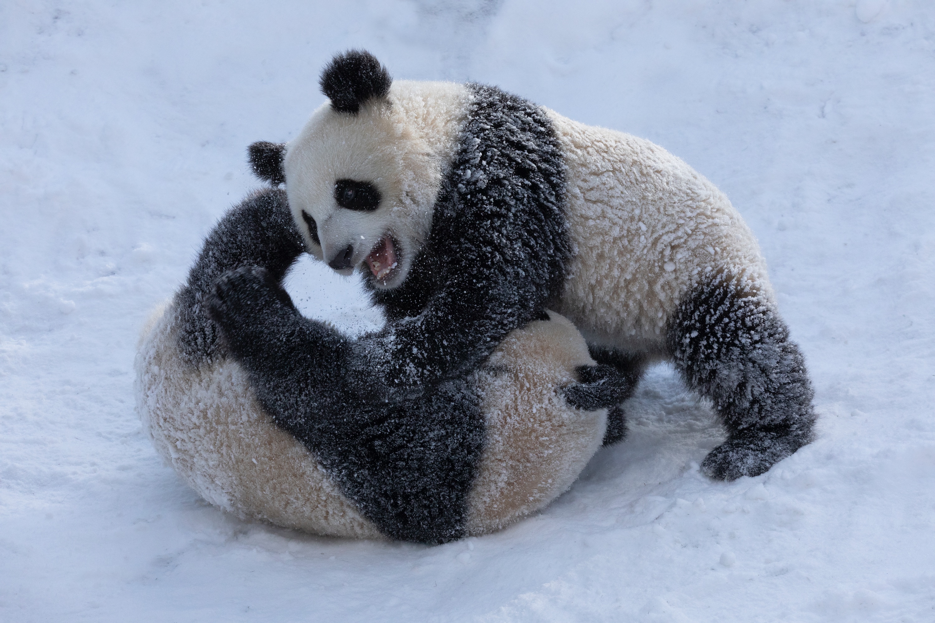 Zoo 12.02.2021 401