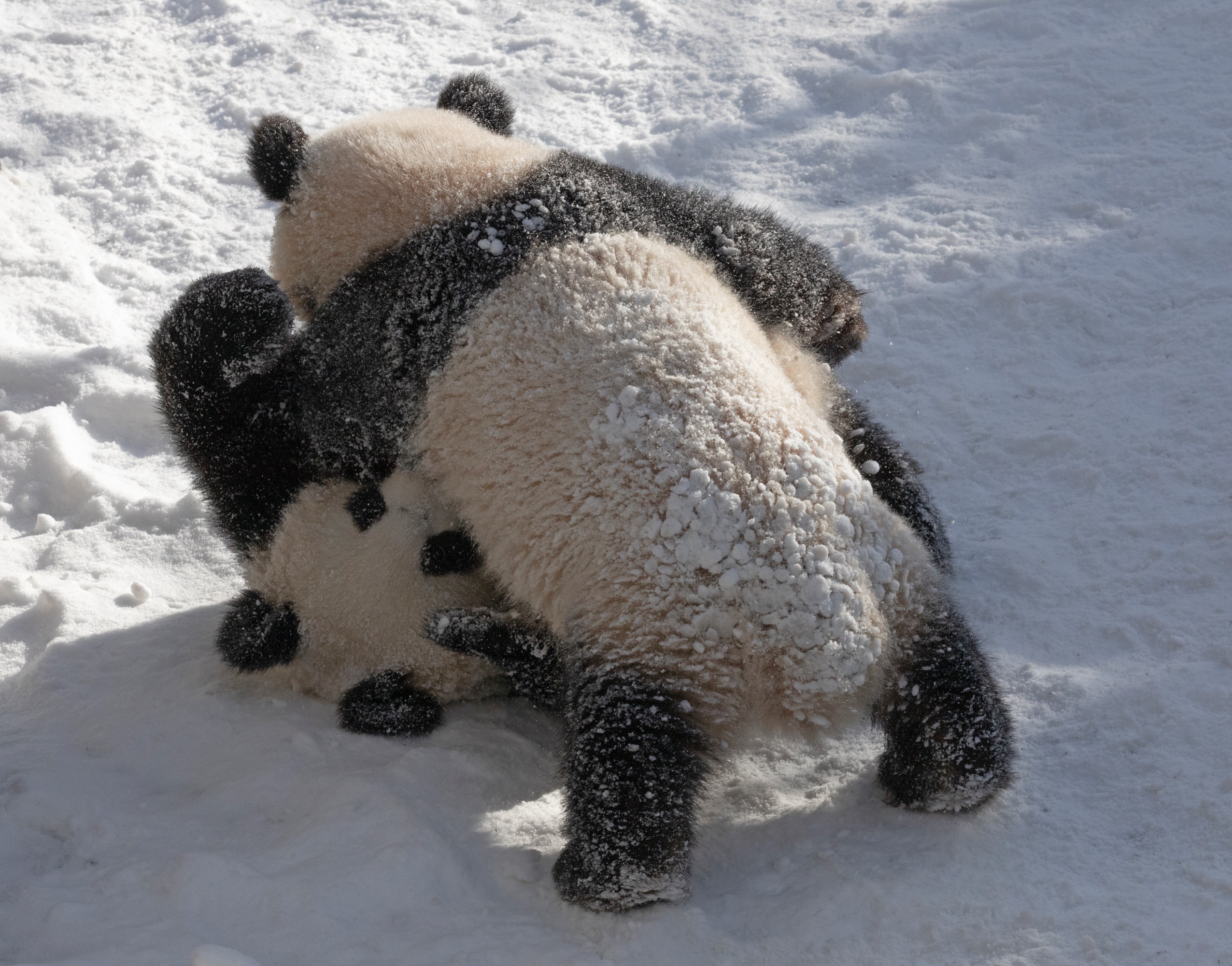 Zoo 12.02.2021 431