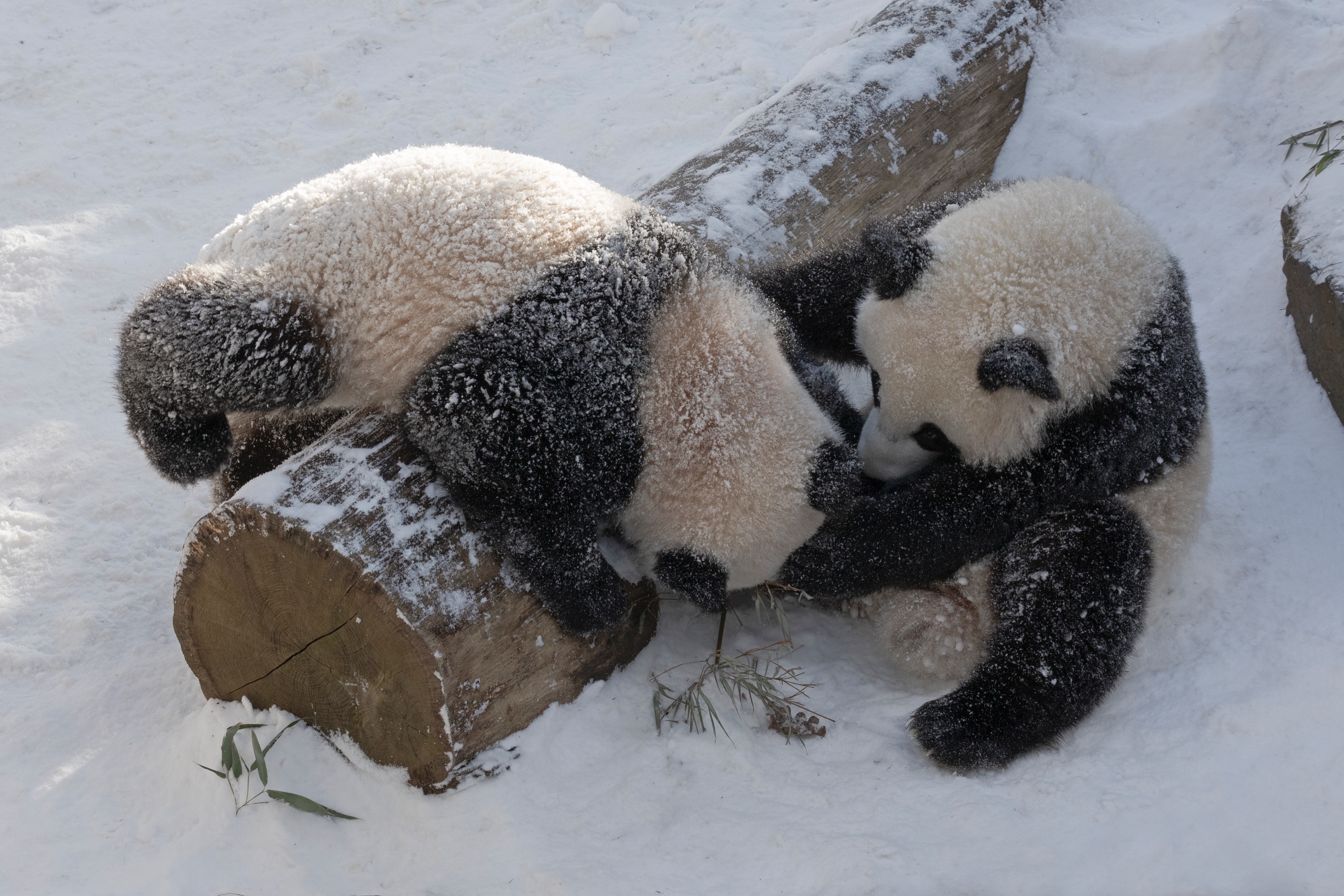 Zoo 12.02.2021 463