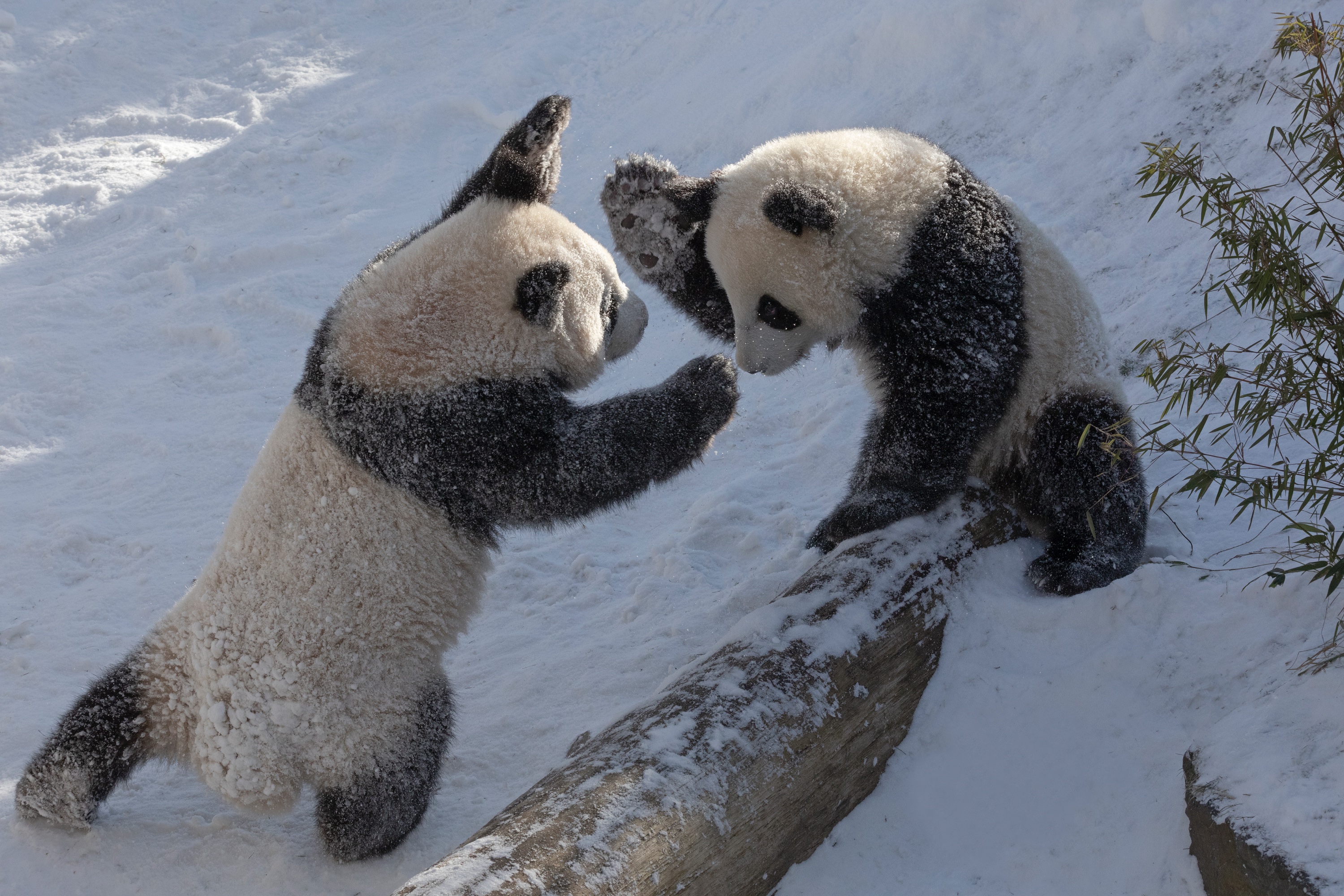 Zoo 12.02.2021 477