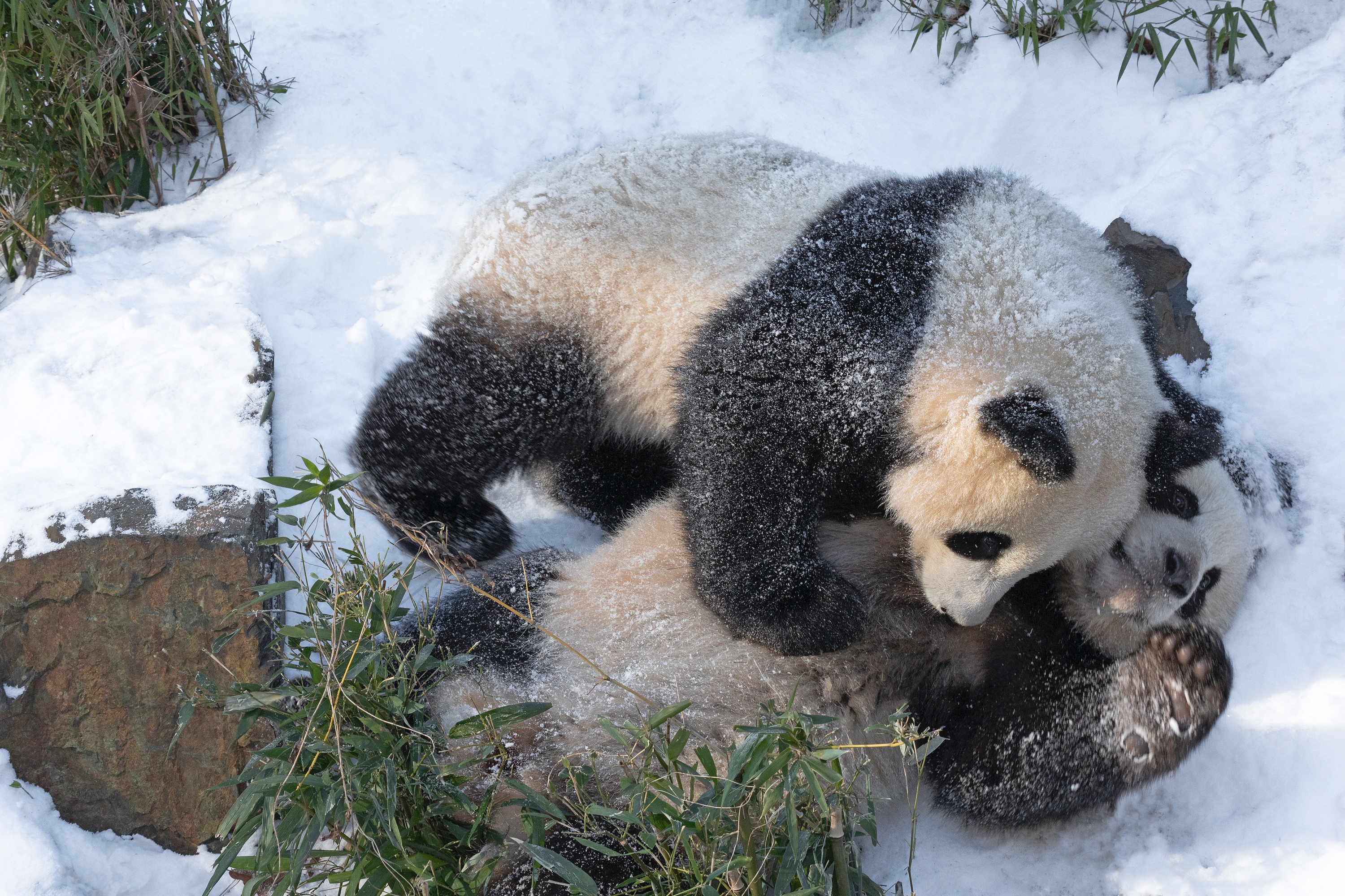 Zoo 13.02.2021 191