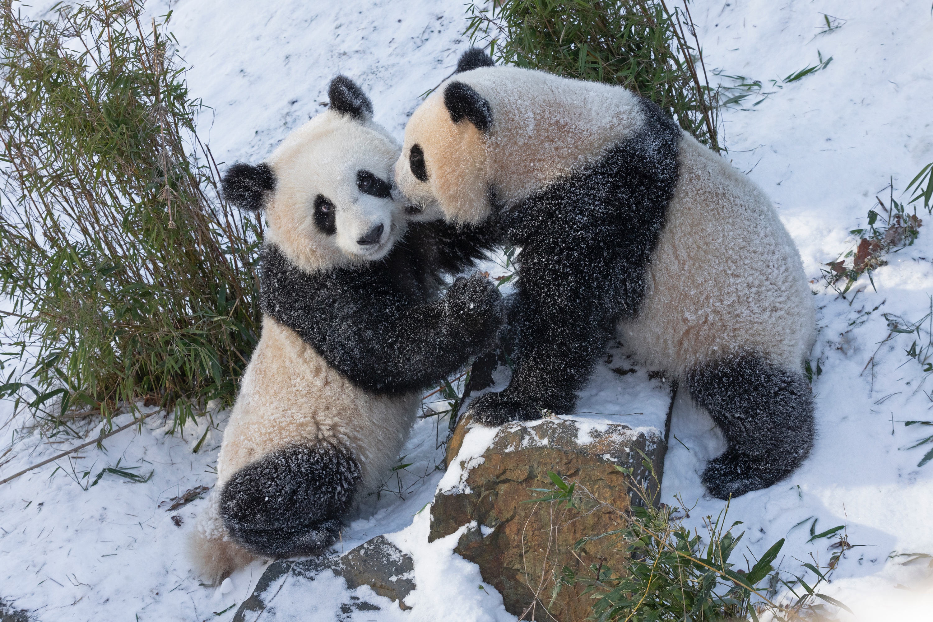 Zoo 13.02.2021 241