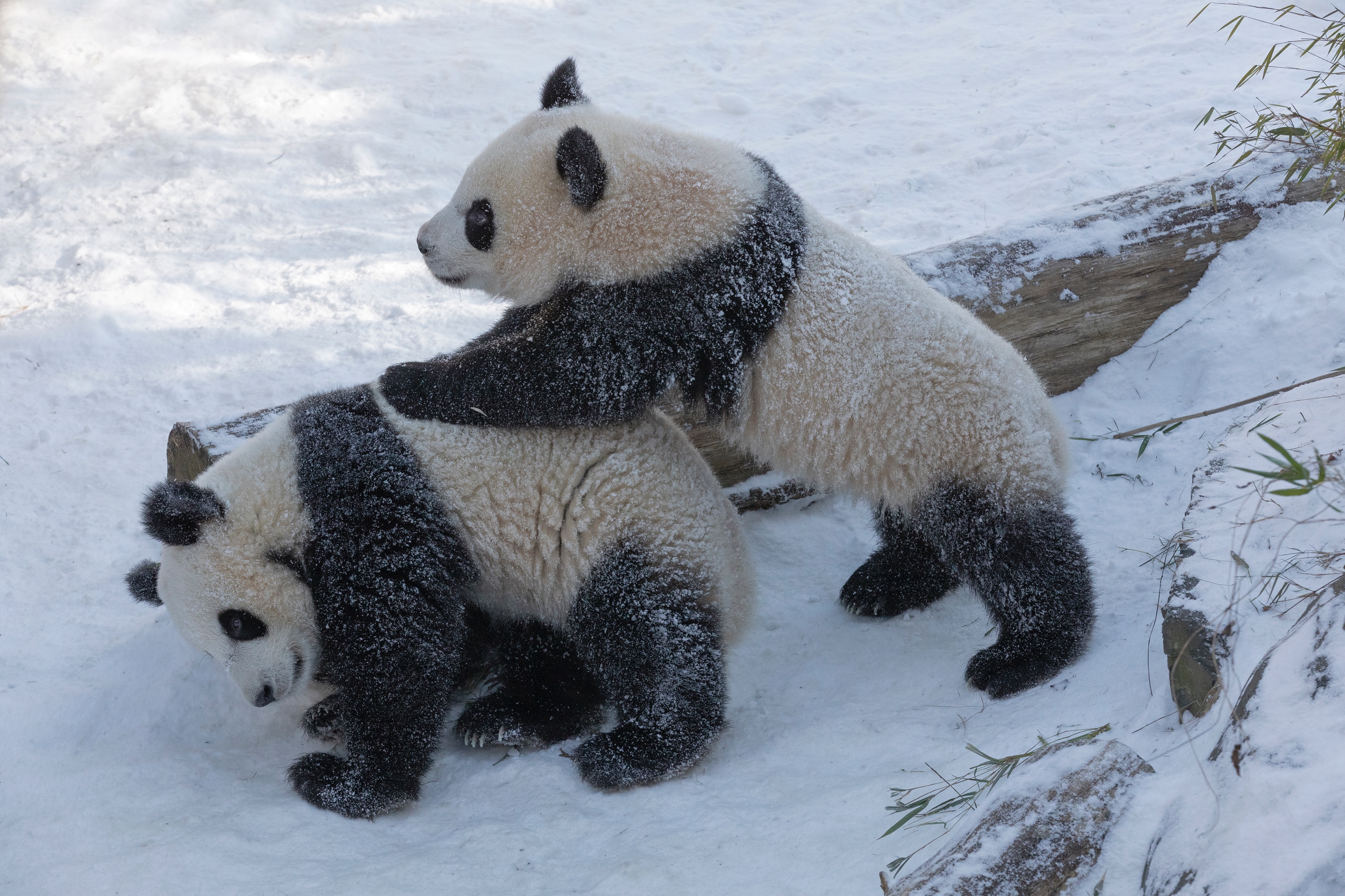 Zoo 13.02.2021 260