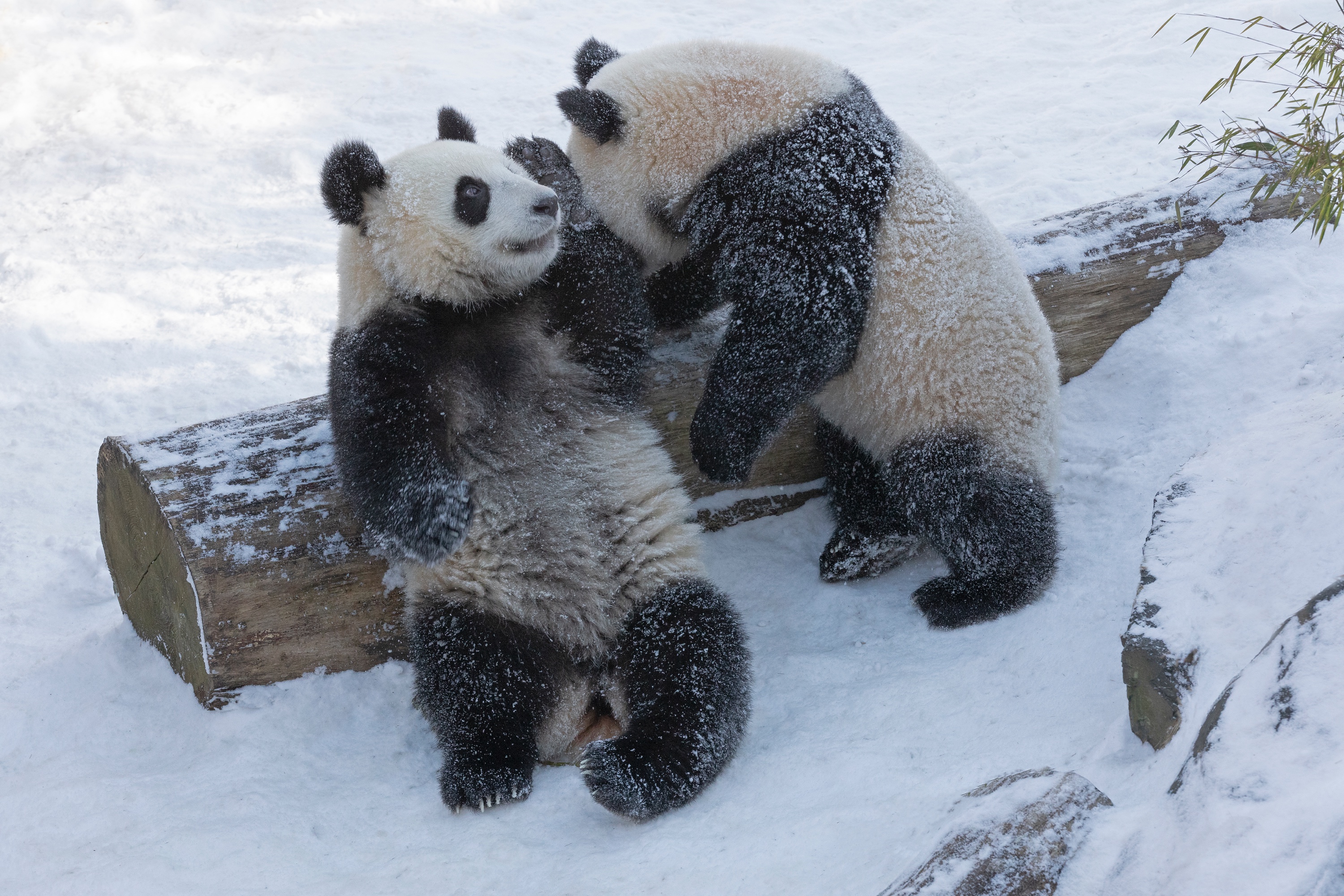 Zoo 13.02.2021 265