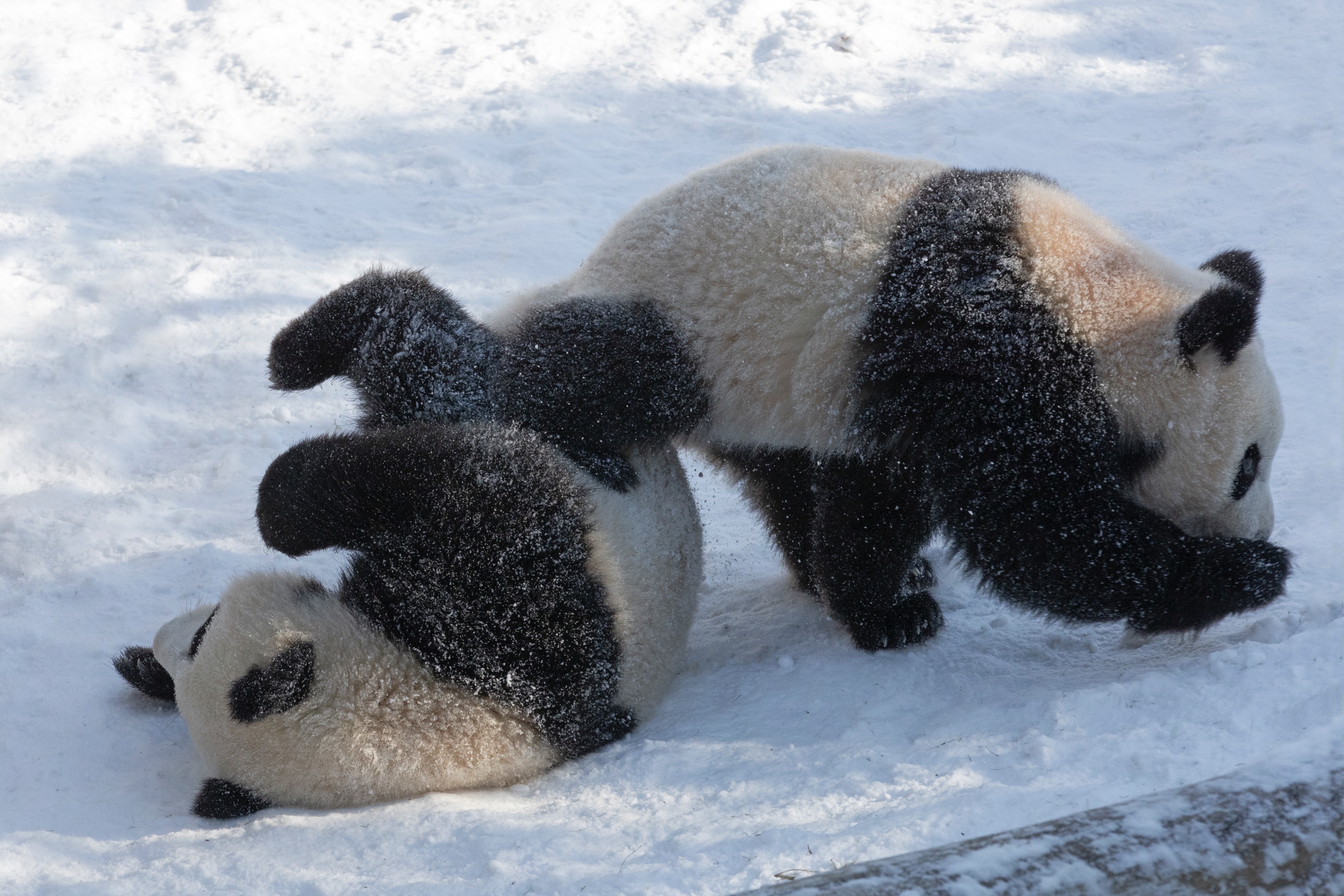Zoo 13.02.2021 277