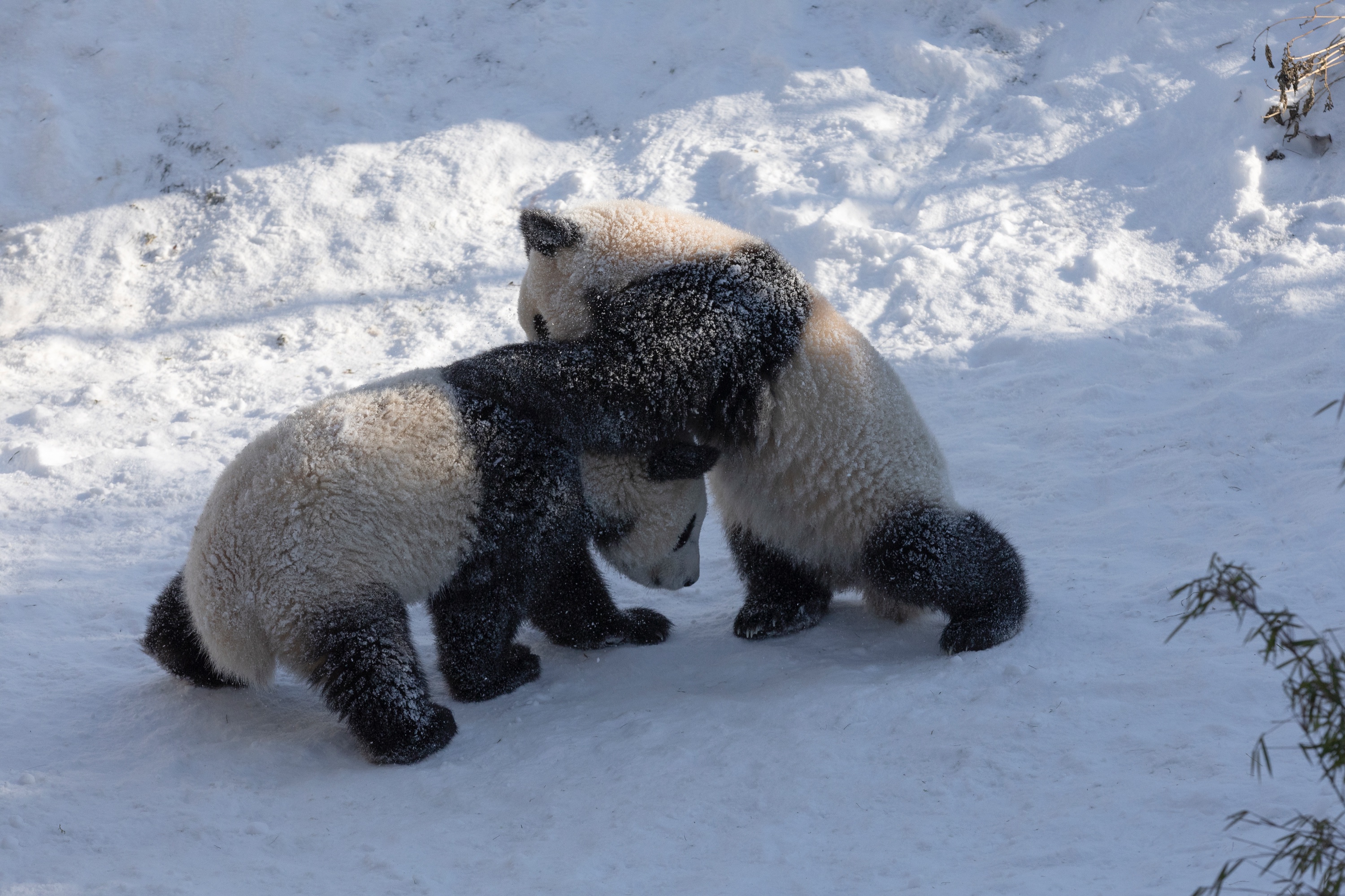 Zoo 13.02.2021 310