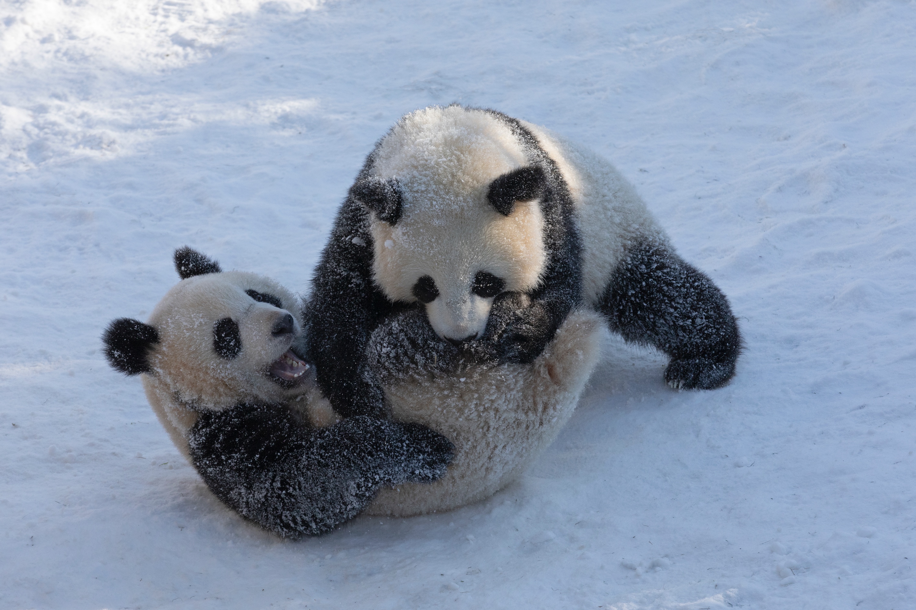 Zoo 13.02.2021 325