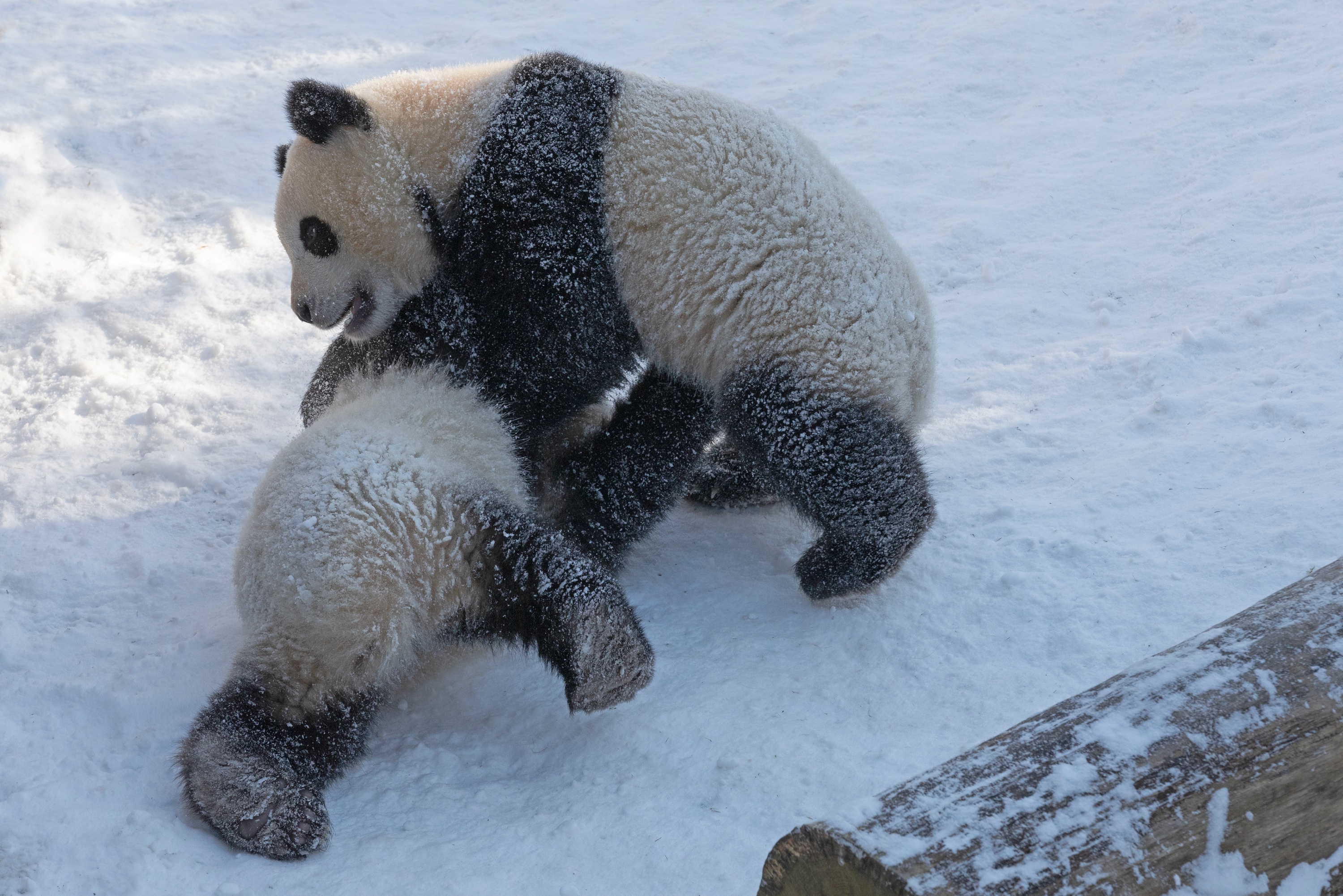 Zoo 13.02.2021 339