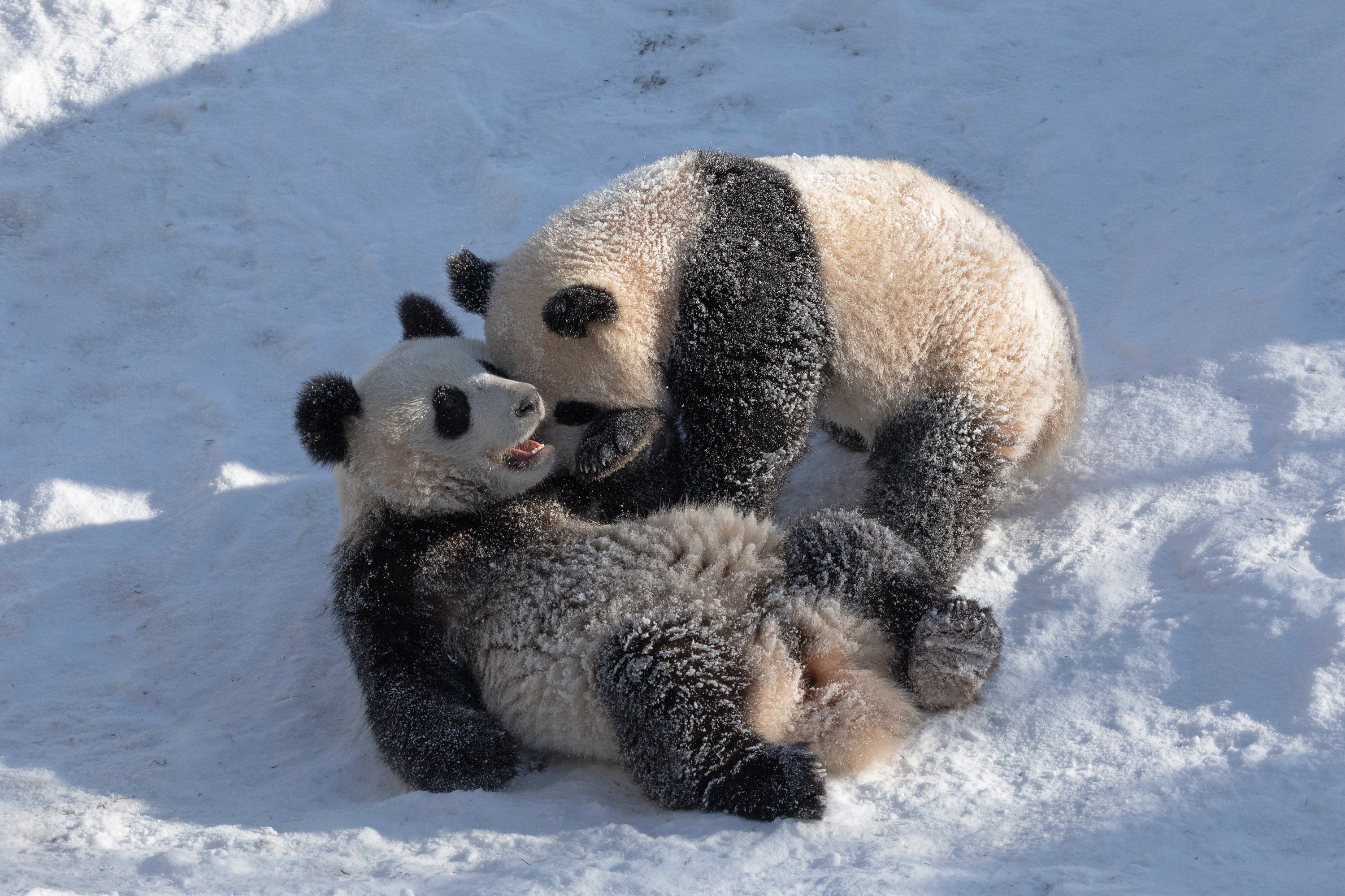 Zoo 13.02.2021 364