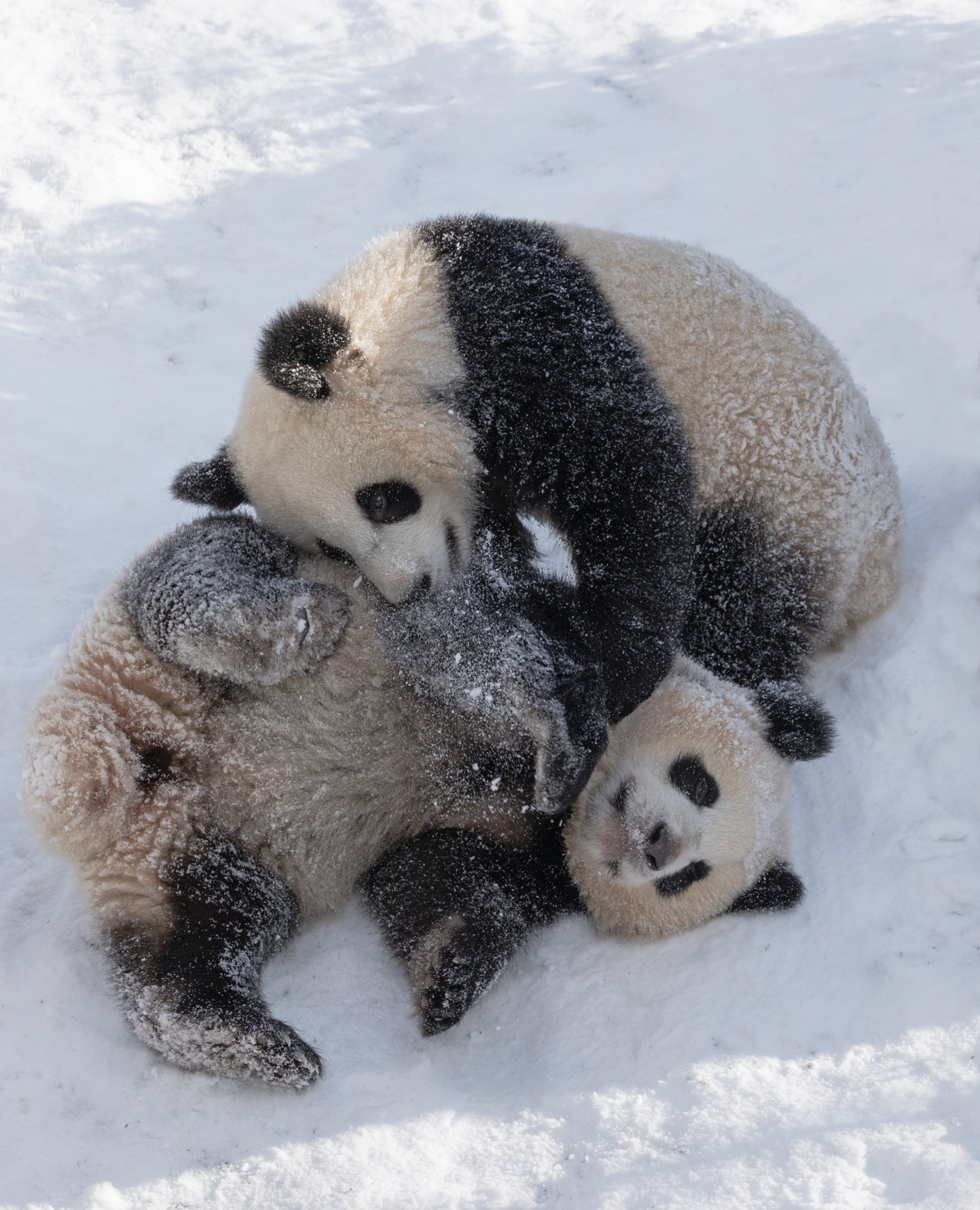 Zoo 13.02.2021 400