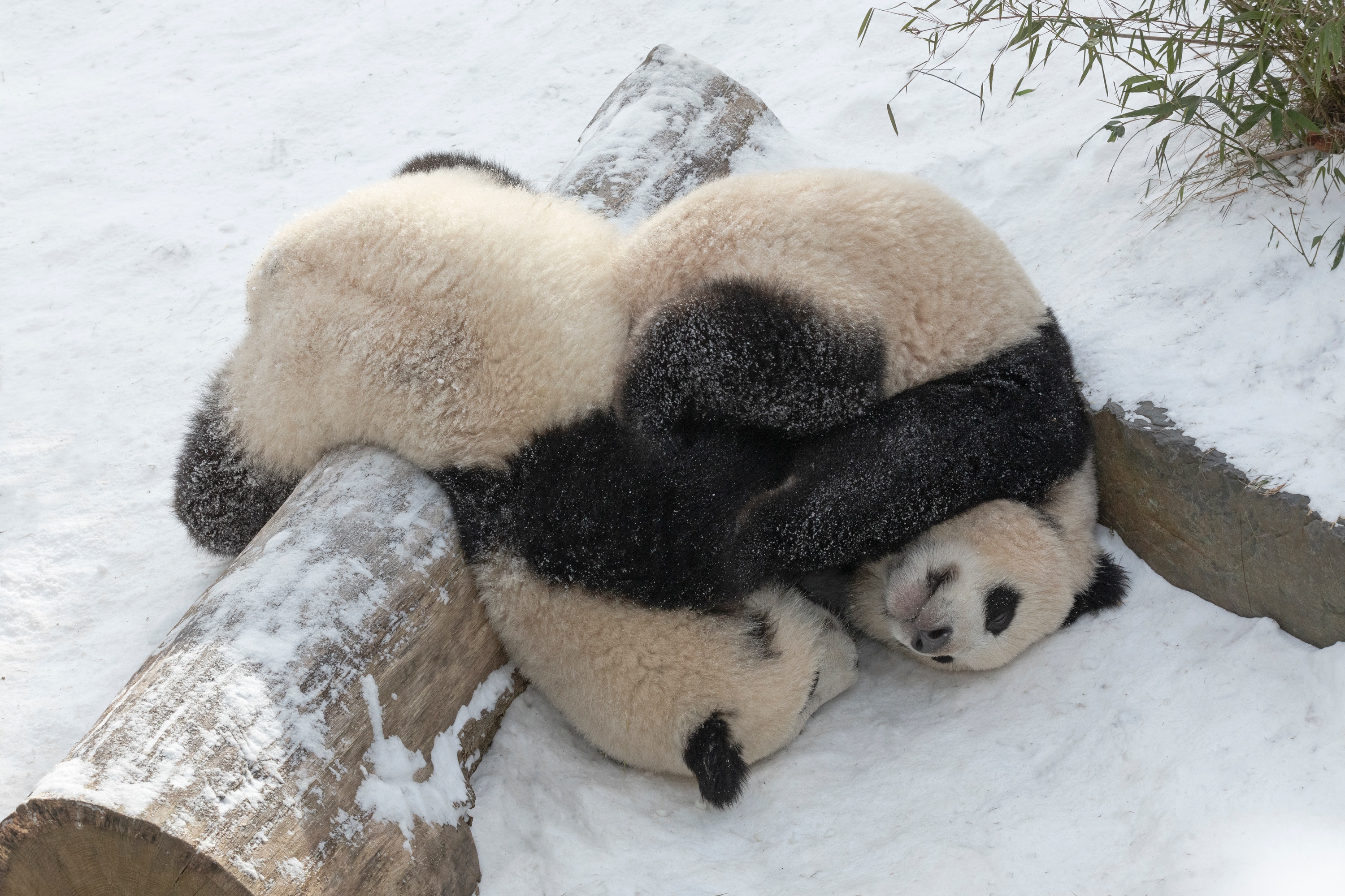 Zoo 15.02.2021 153