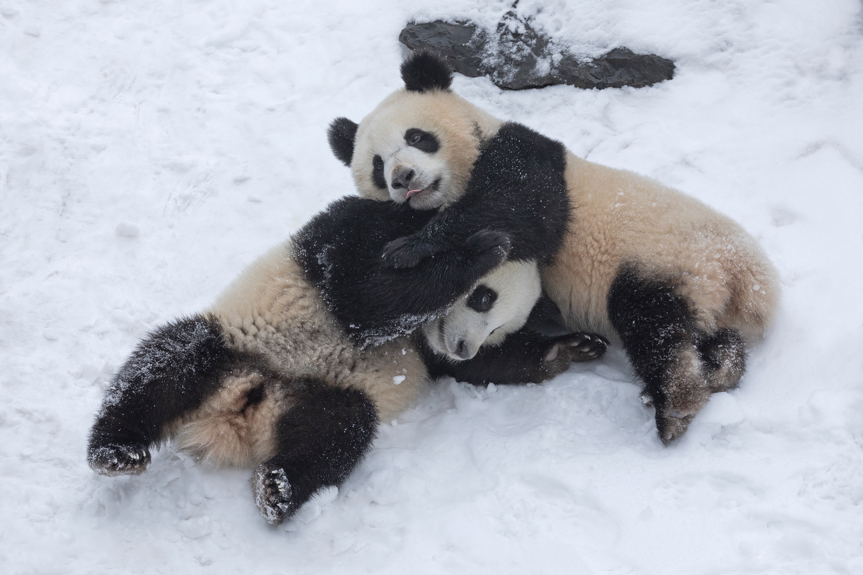 Zoo 16.02.2021 206
