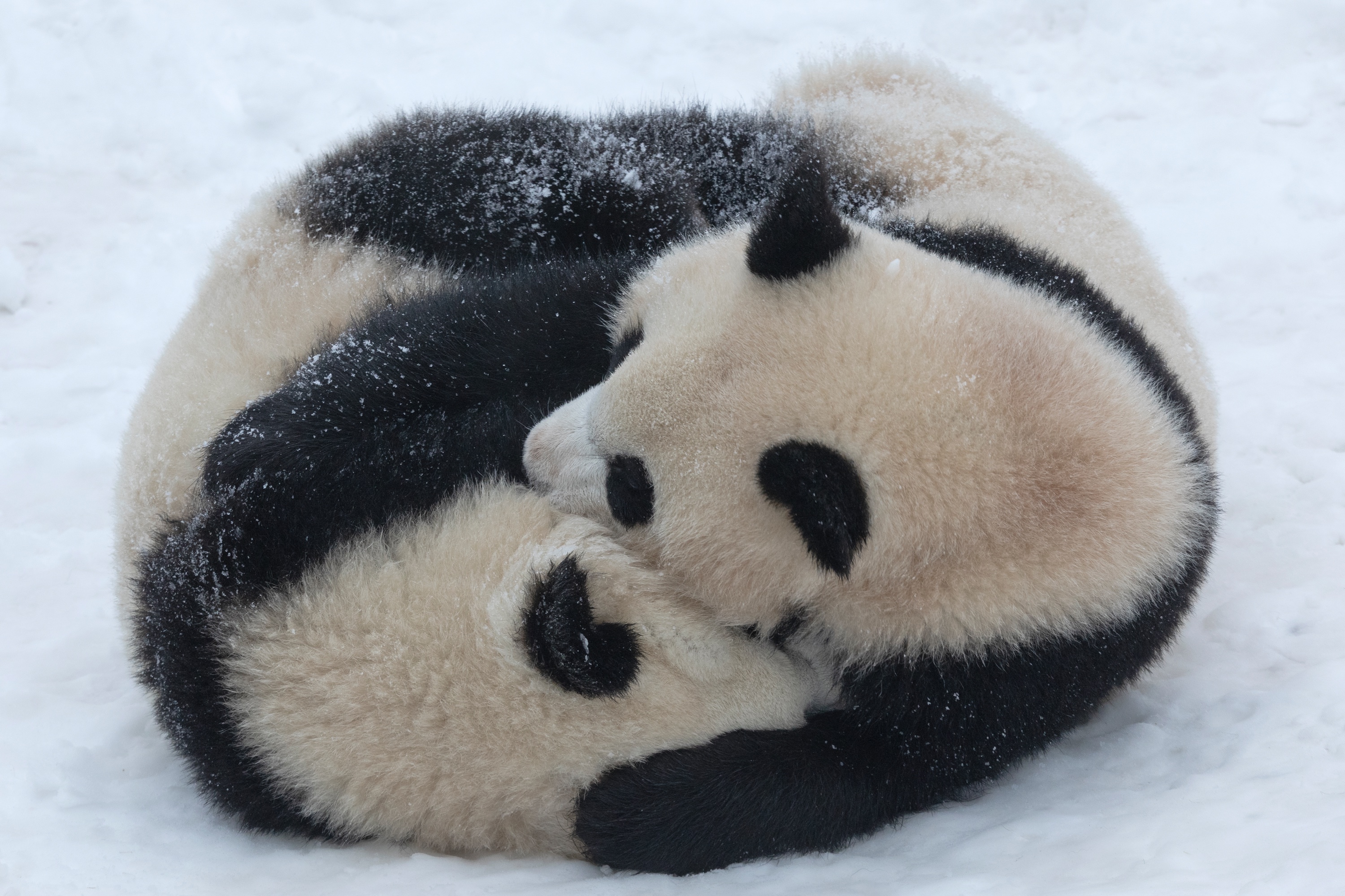 Zoo 16.02.2021 210
