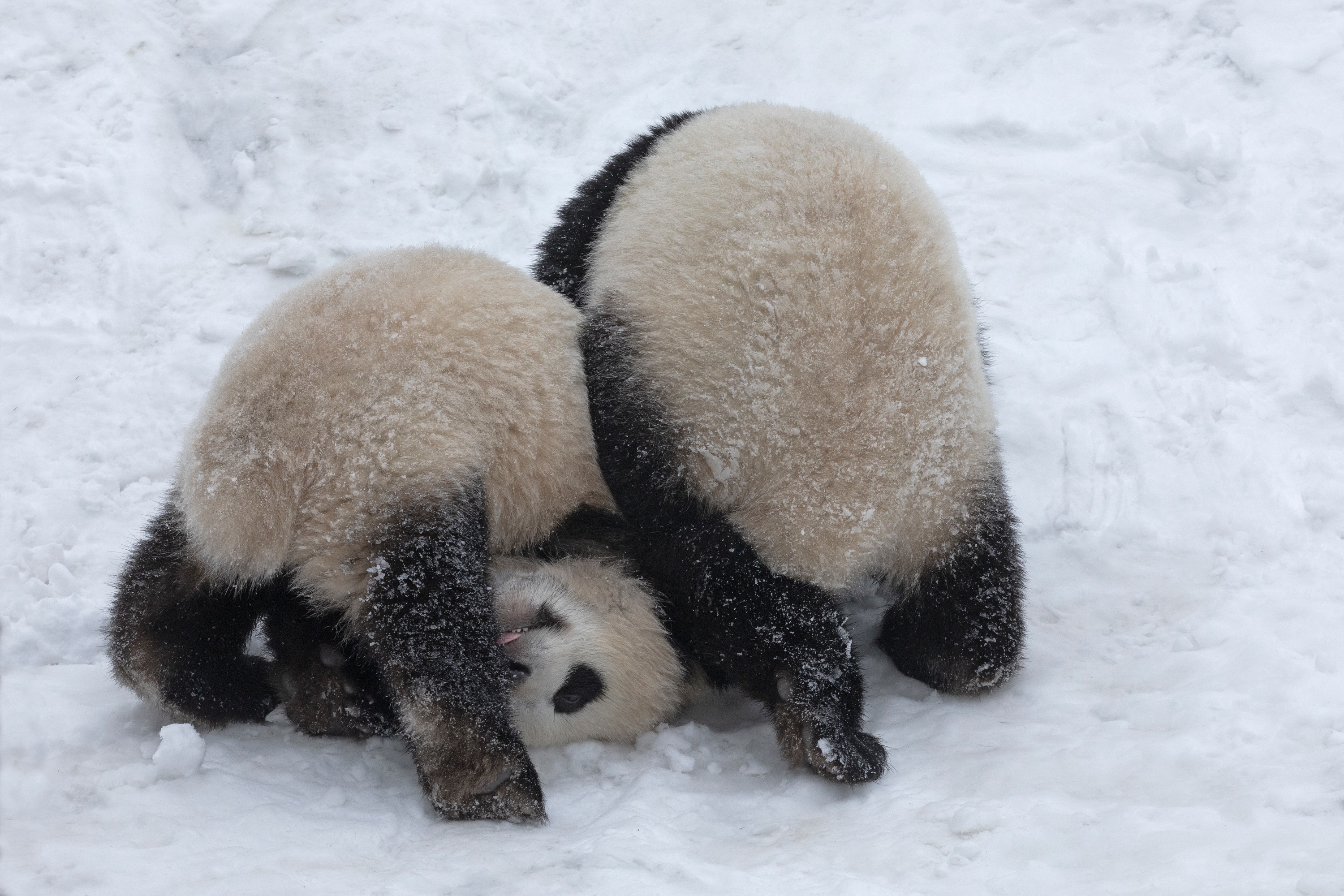 Zoo 16.02.2021 220