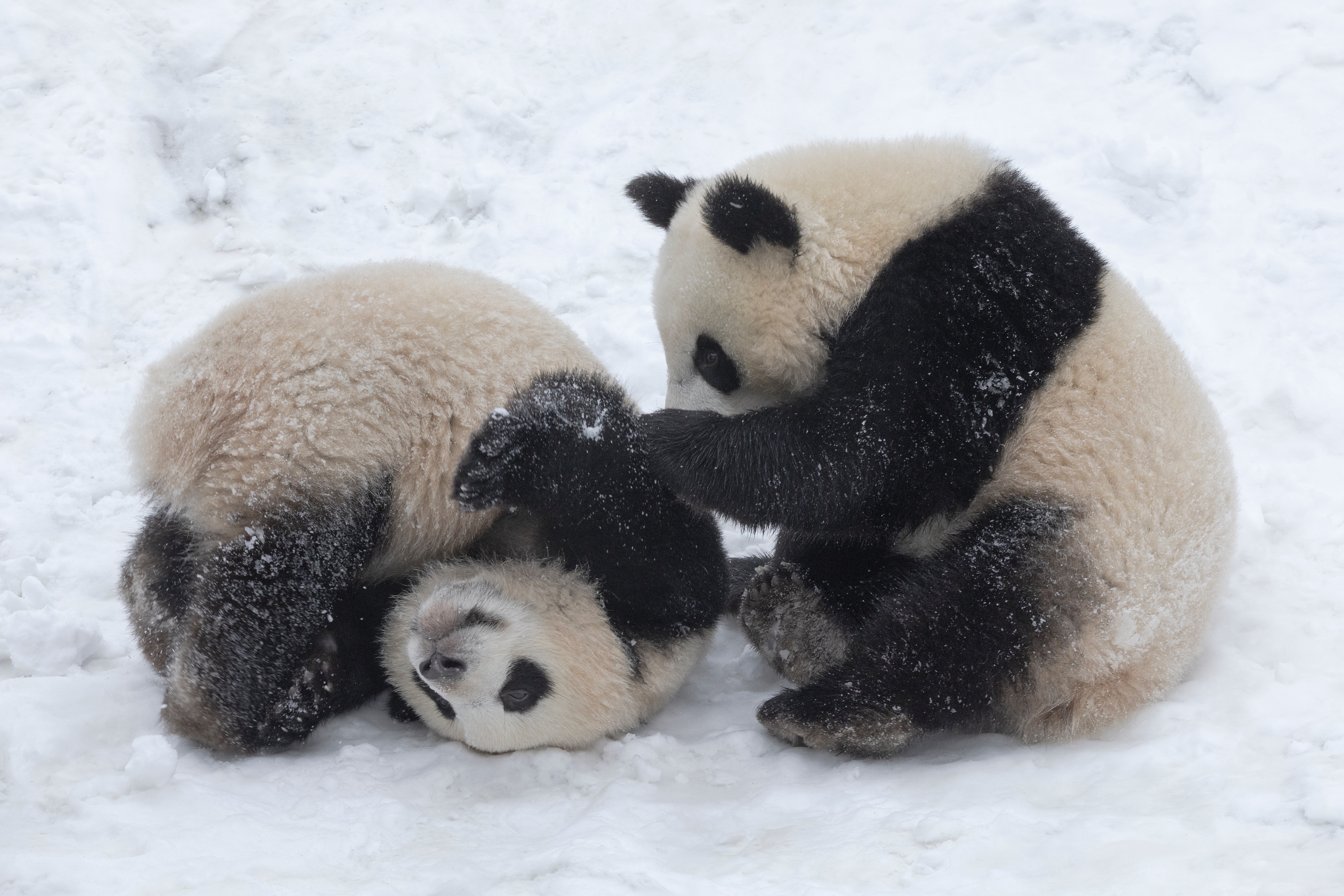 Zoo 16.02.2021 221