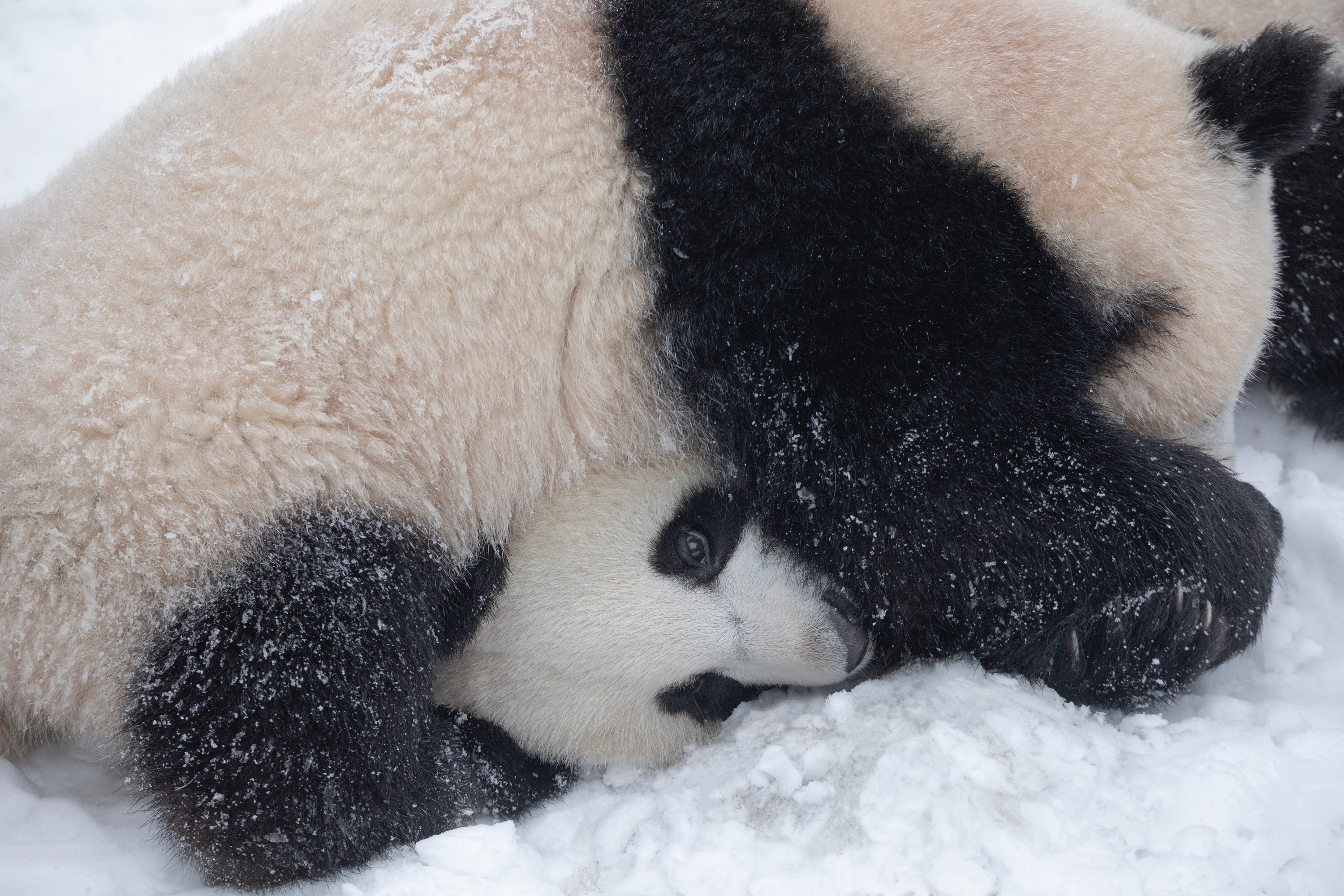 Zoo 16.02.2021 277