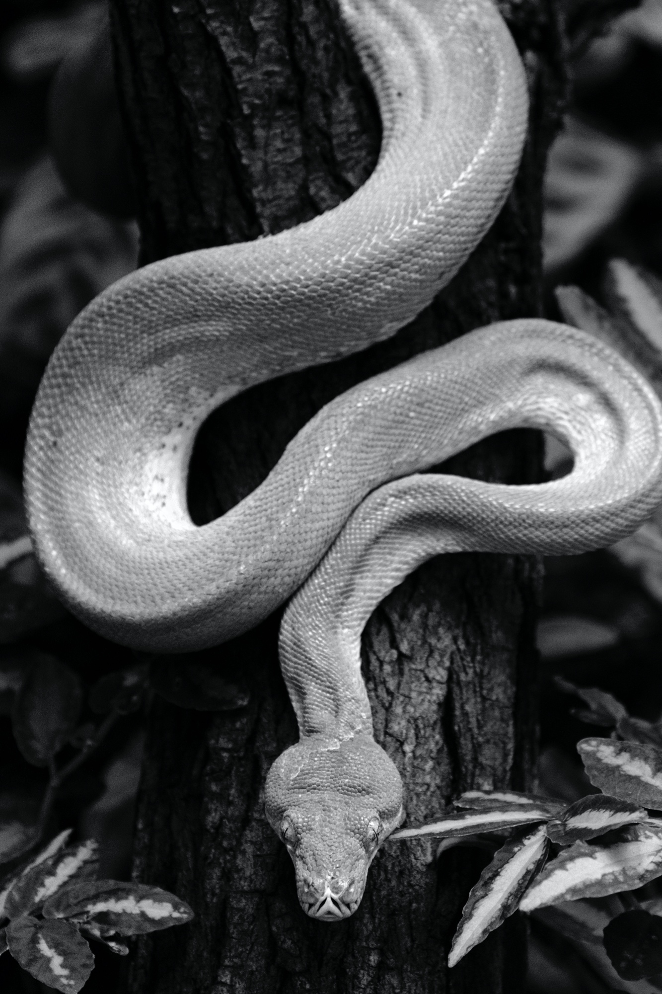 Schlange (Tierpark Berlin)