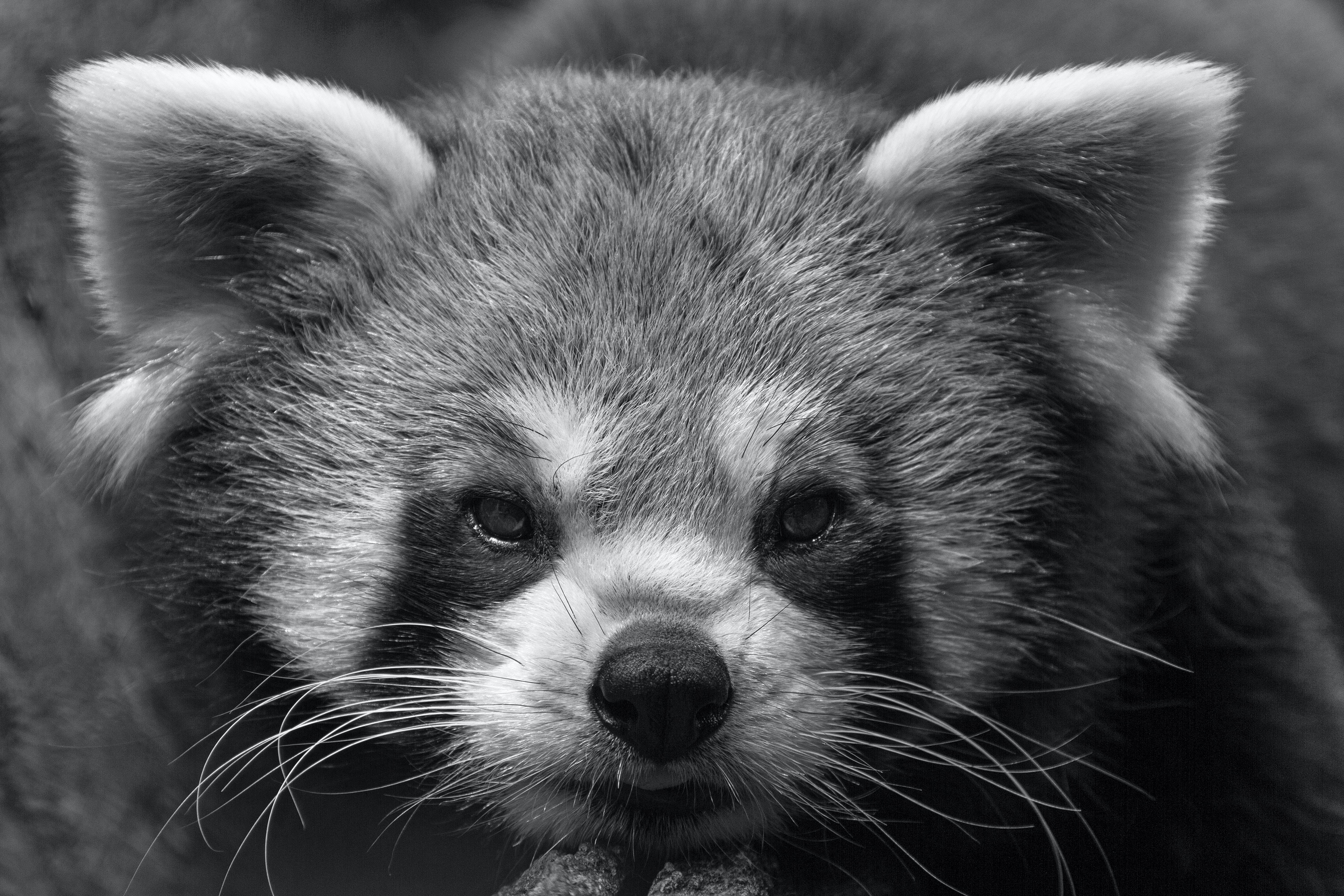 Kleiner Panda (Tierpark Berlin)