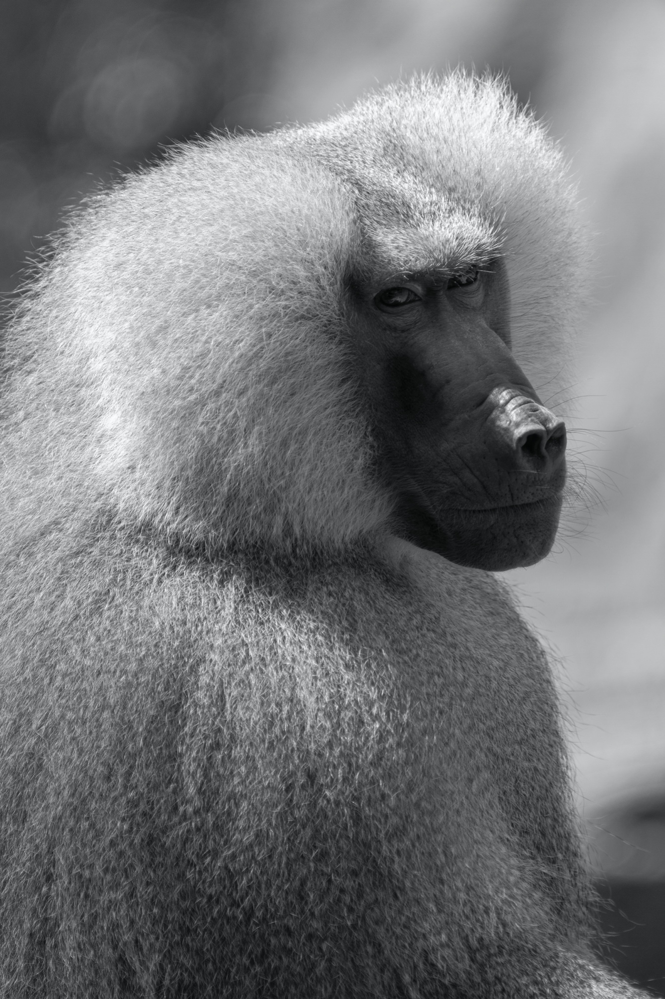 Pavian (Zoo Berlin)