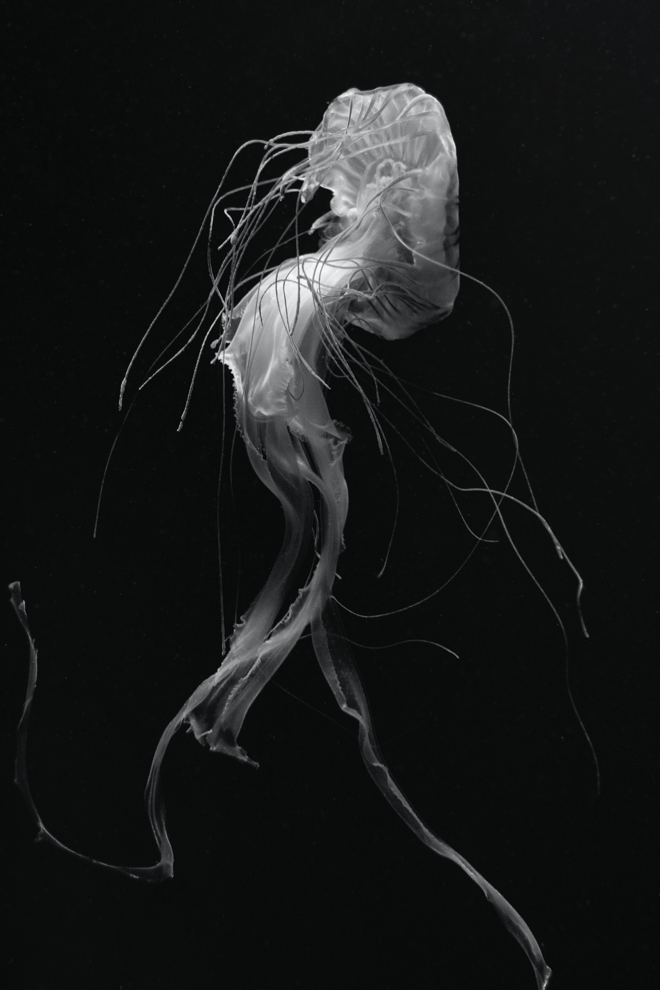 Tänzerin (Aquarium Berlin)