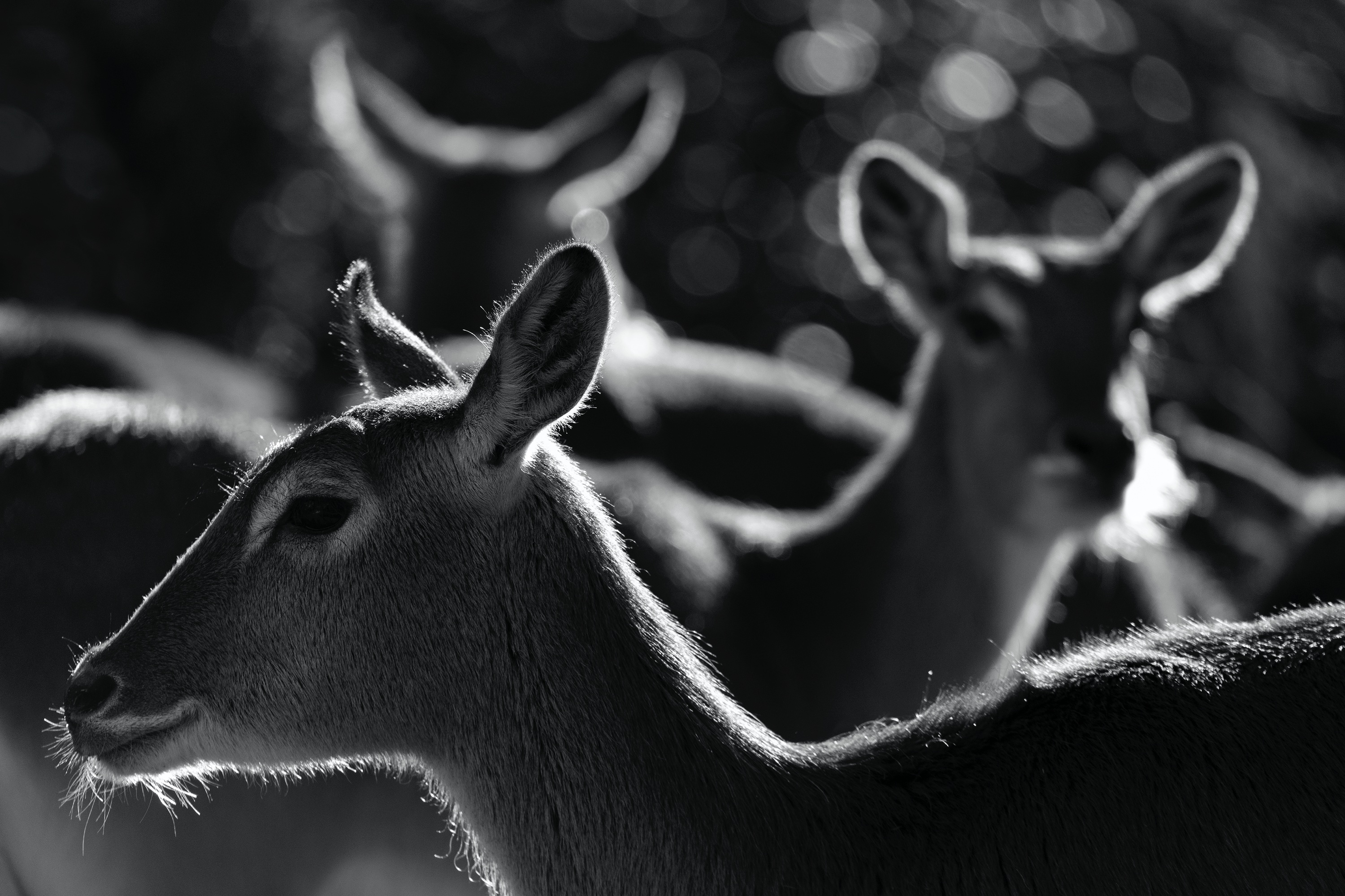 Eine Gruppe Kafue-Litschi-Moorantilopen (Zoo Berlin)