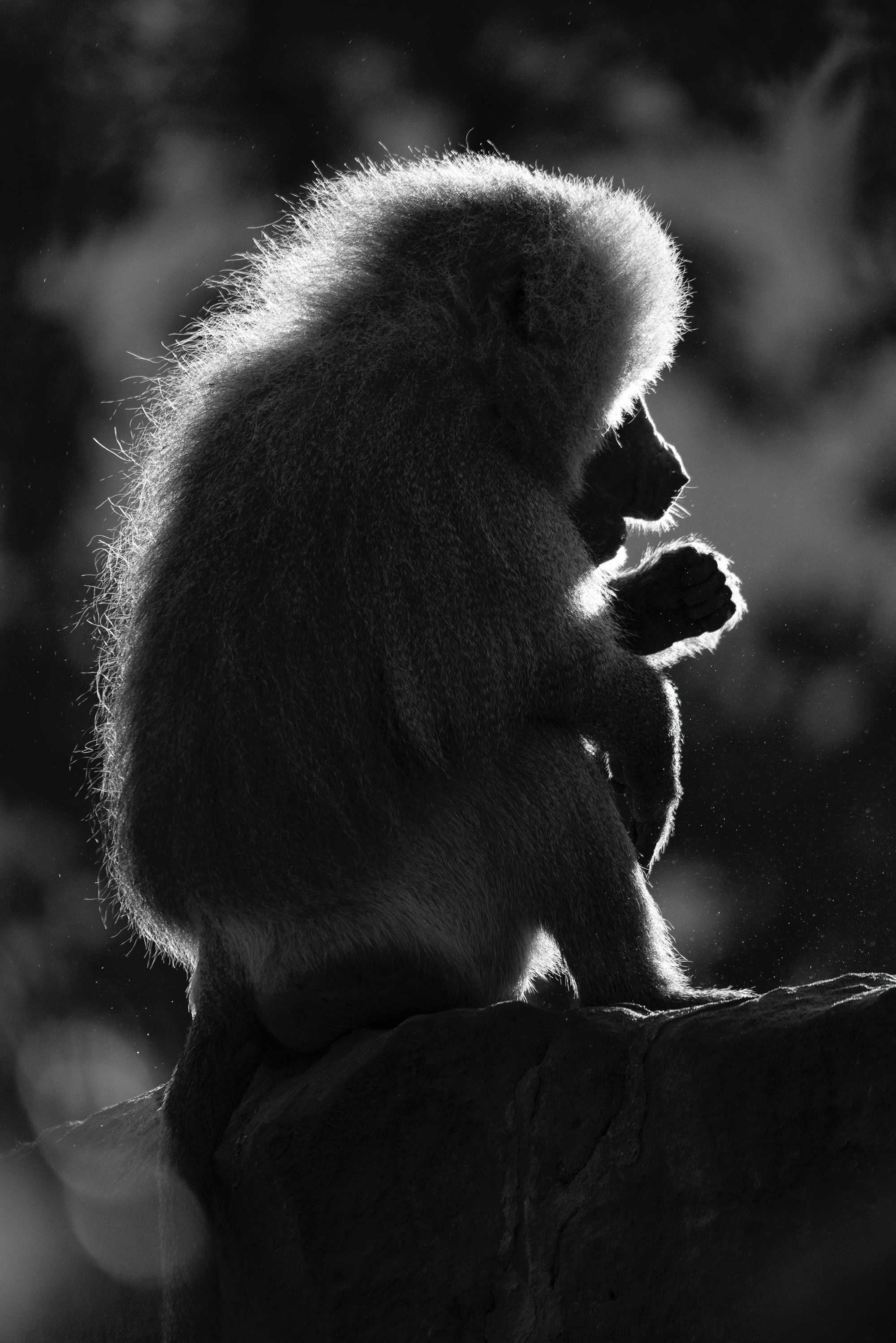 Pavian genießt die Sonne (Zoo Berlin)