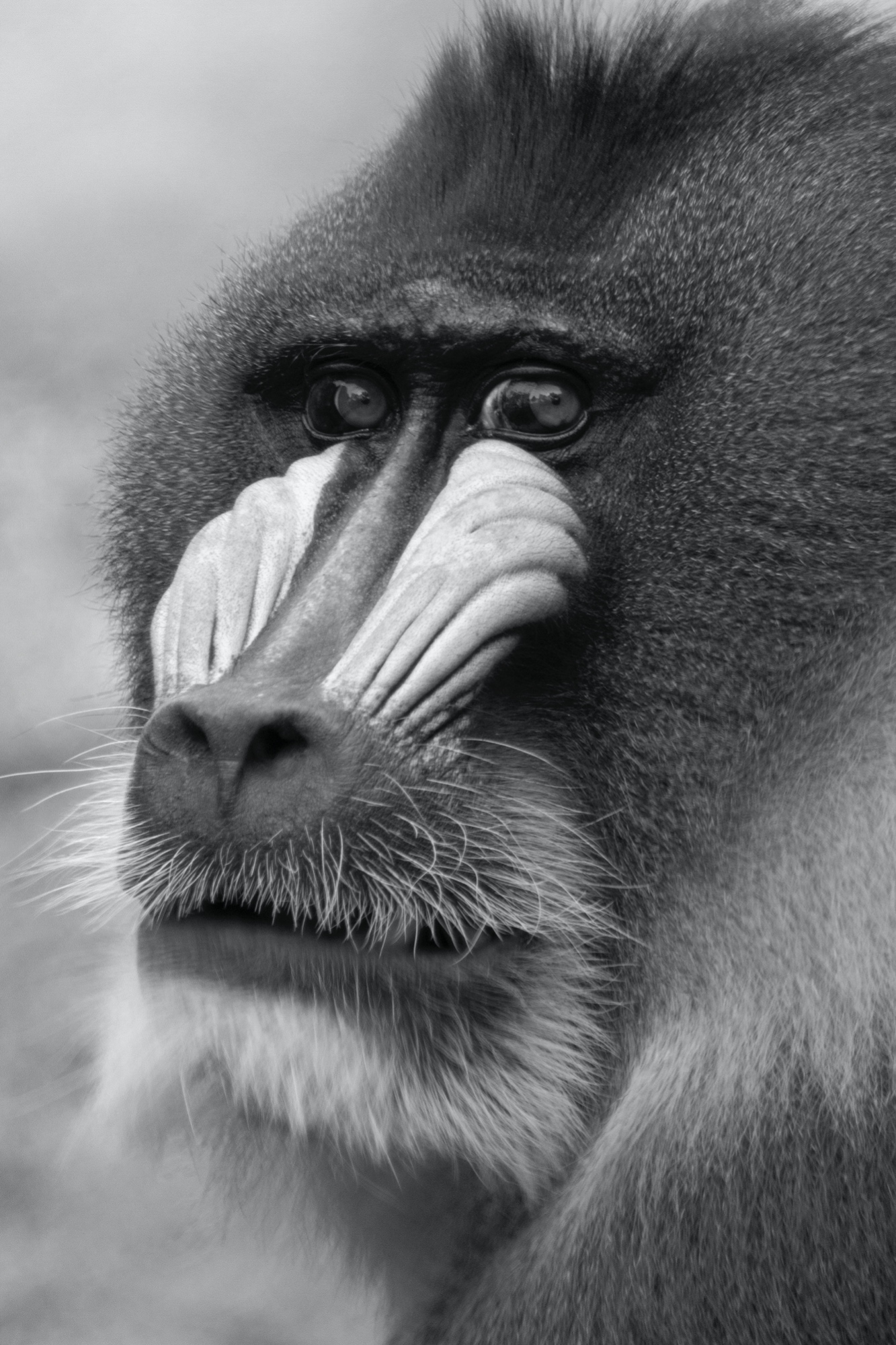 Mandrill (Zoo Berlin)