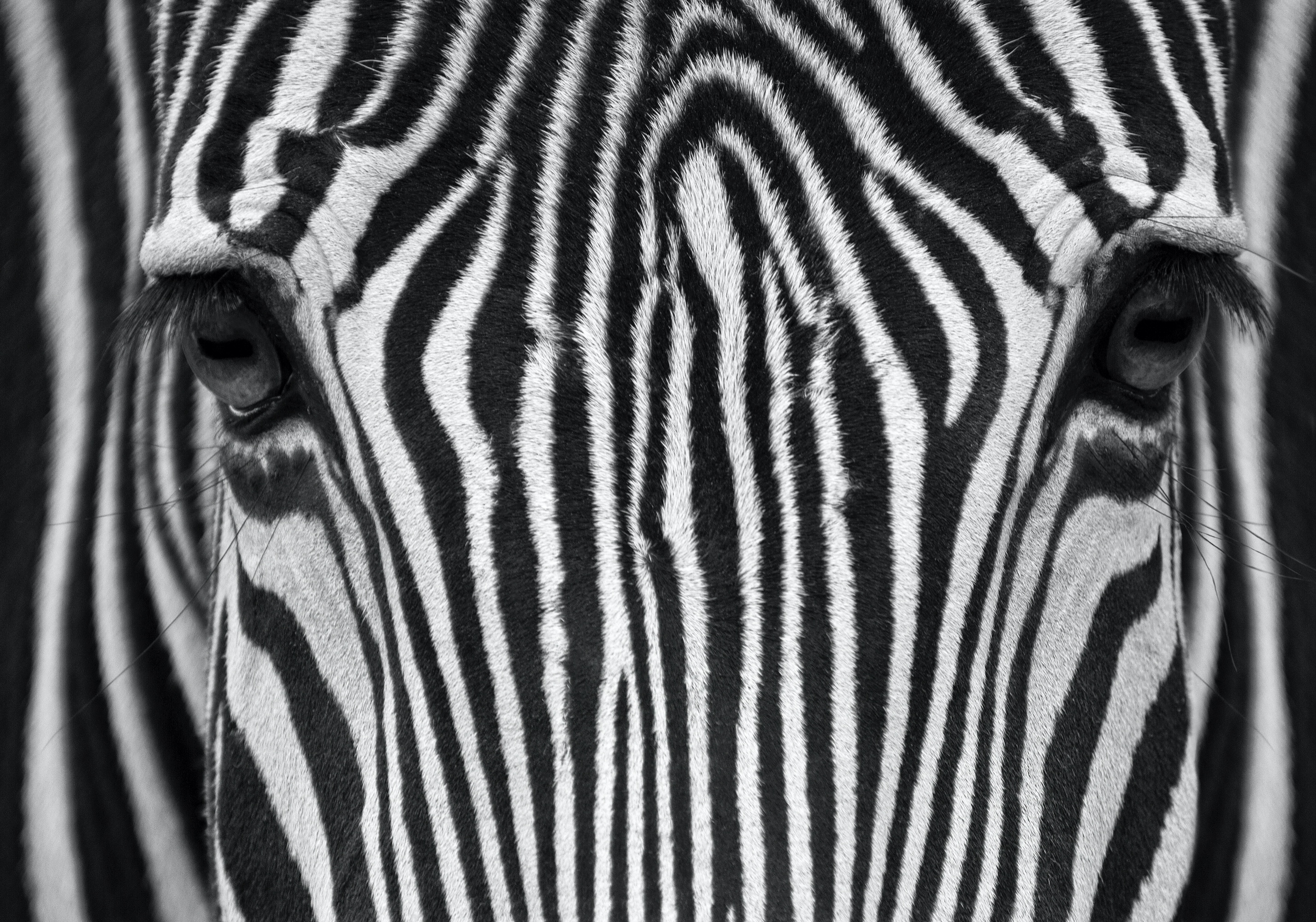 Streifen zwischen den Augen (Zoo Berlin)